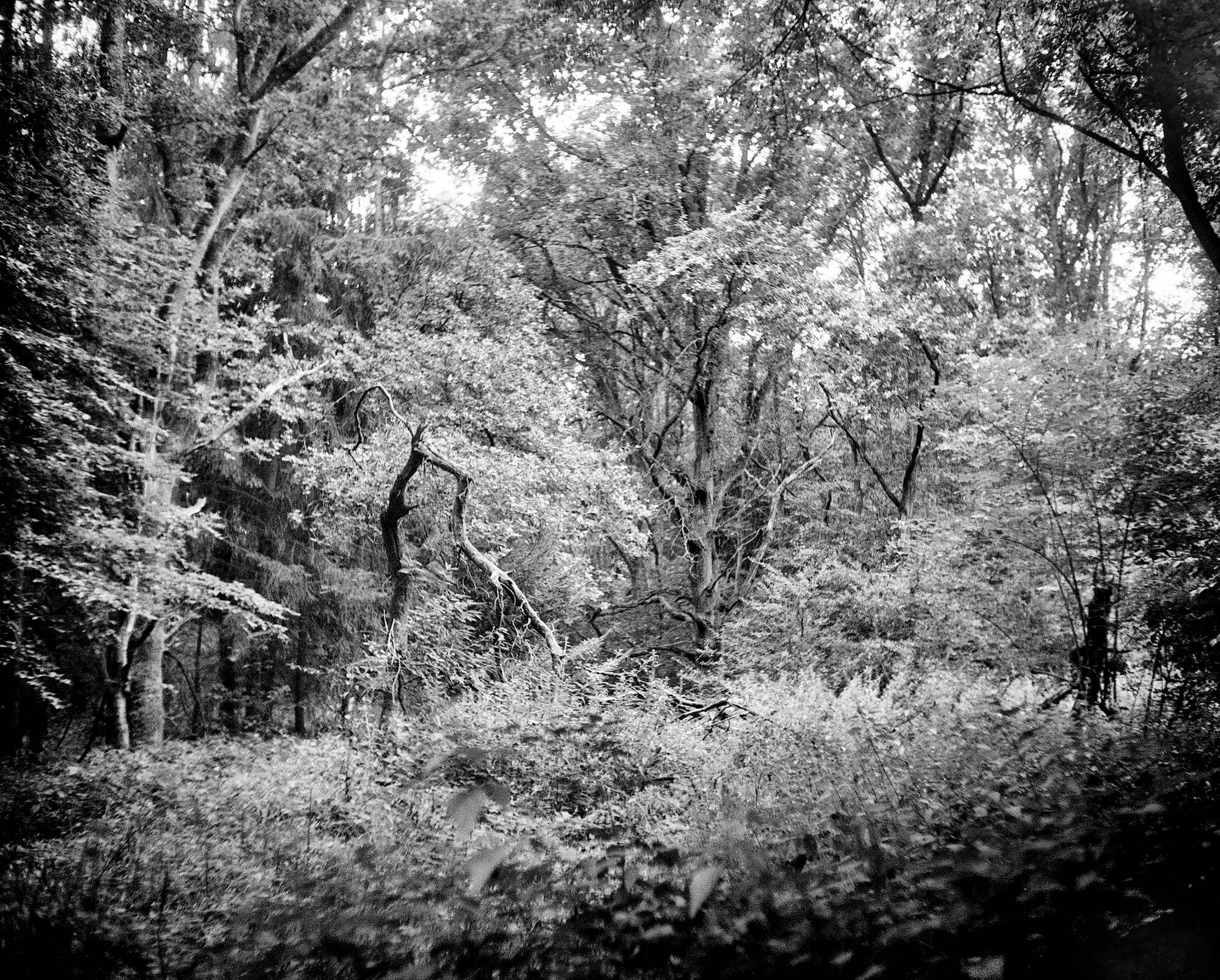 2019 08 11 0002 pololyt 8035 pentax 67 48578065371 o