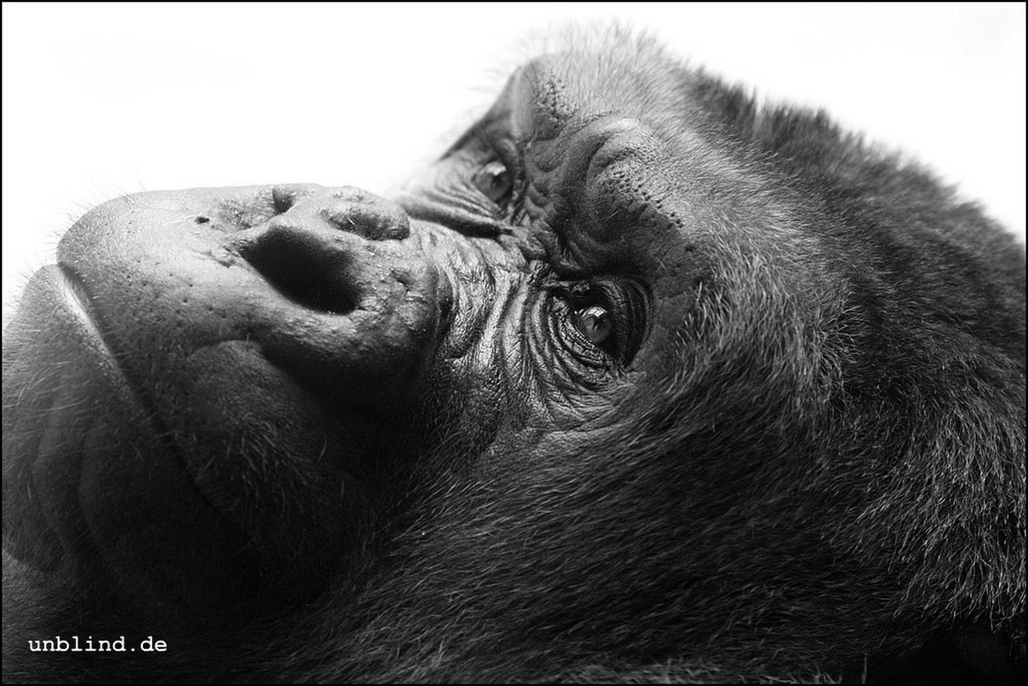 Affig 03 7312524308 o