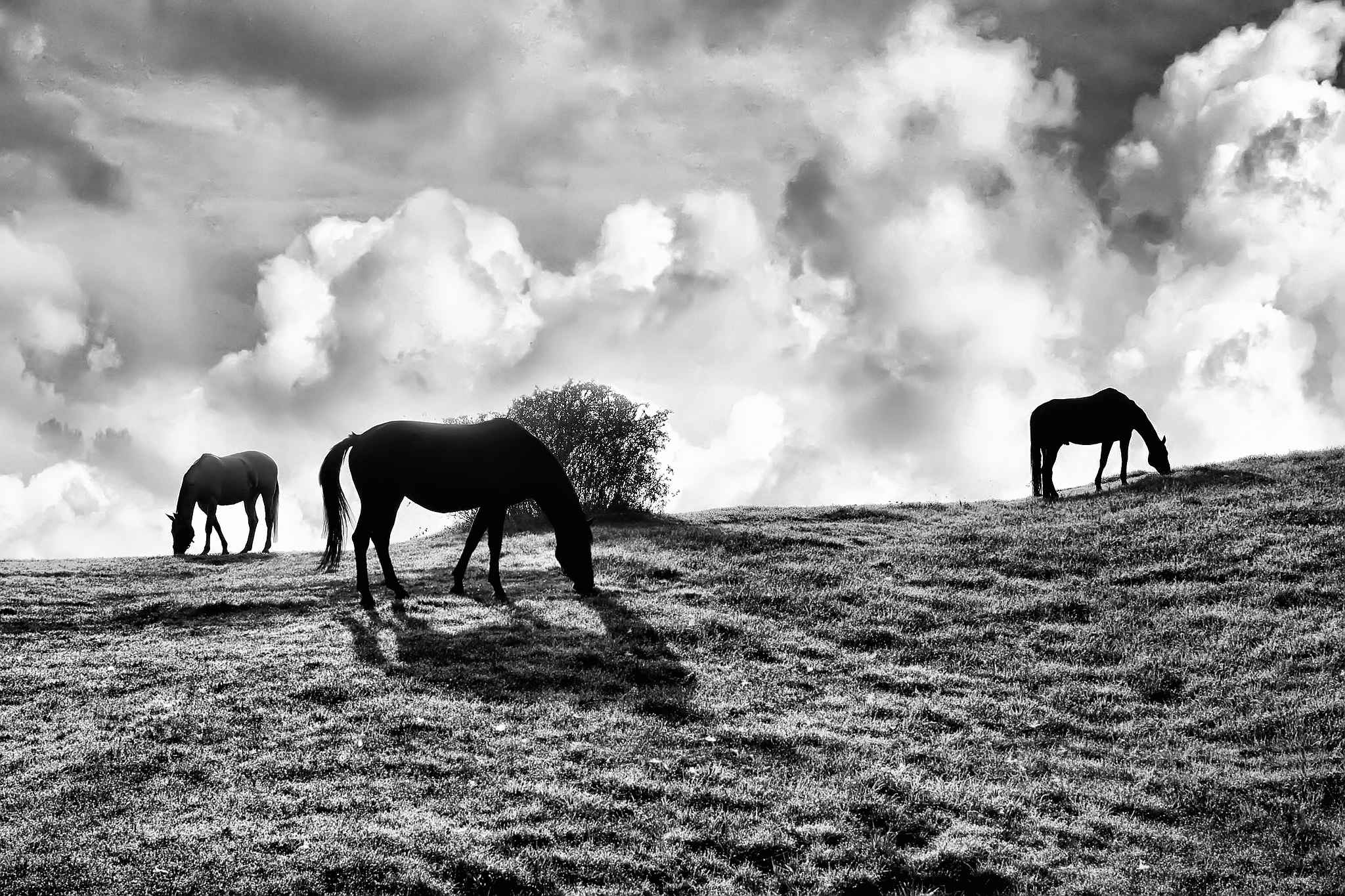 Am morgen 9264666552 o