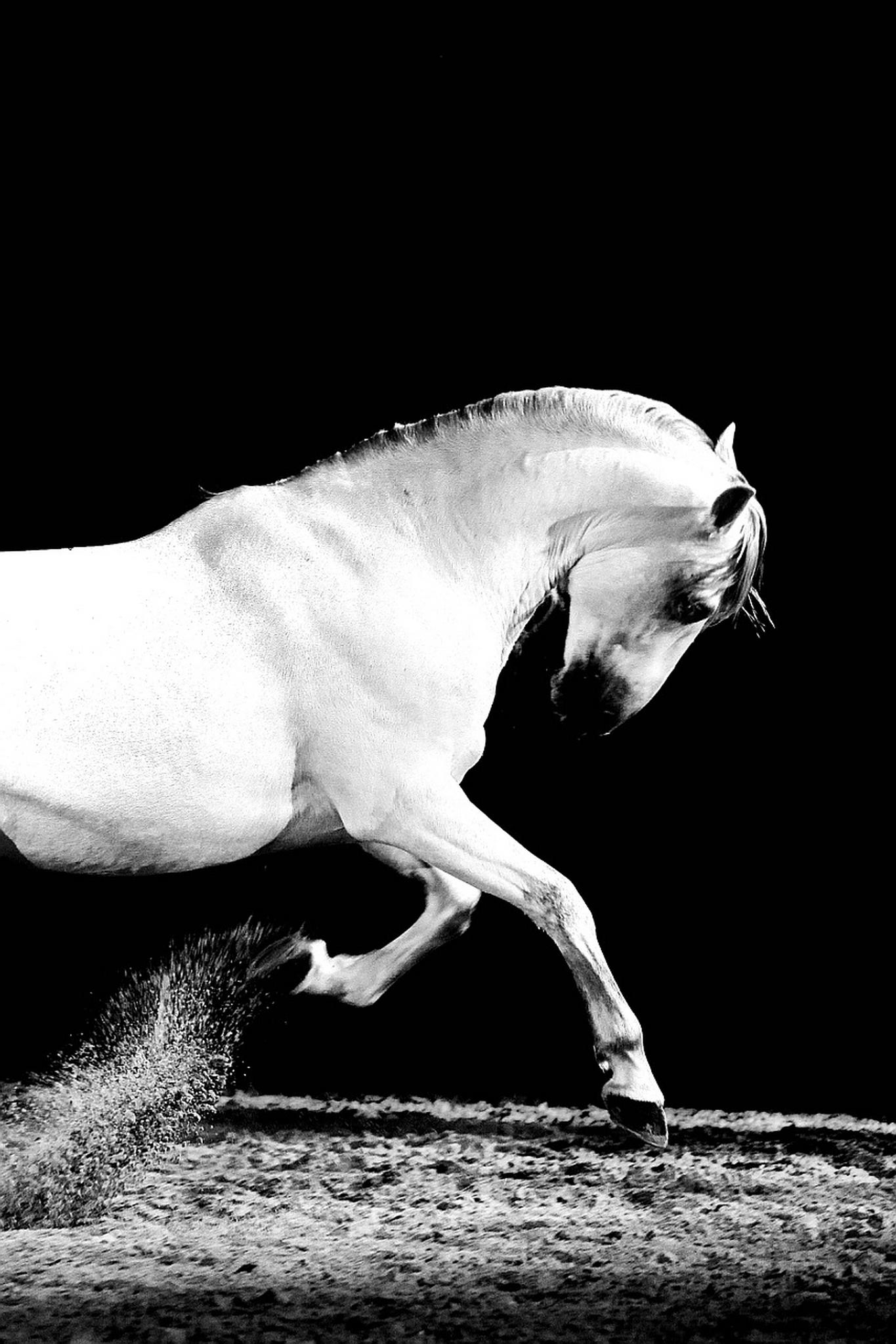 Apassionata 2011 sbr 02 6390607655 o