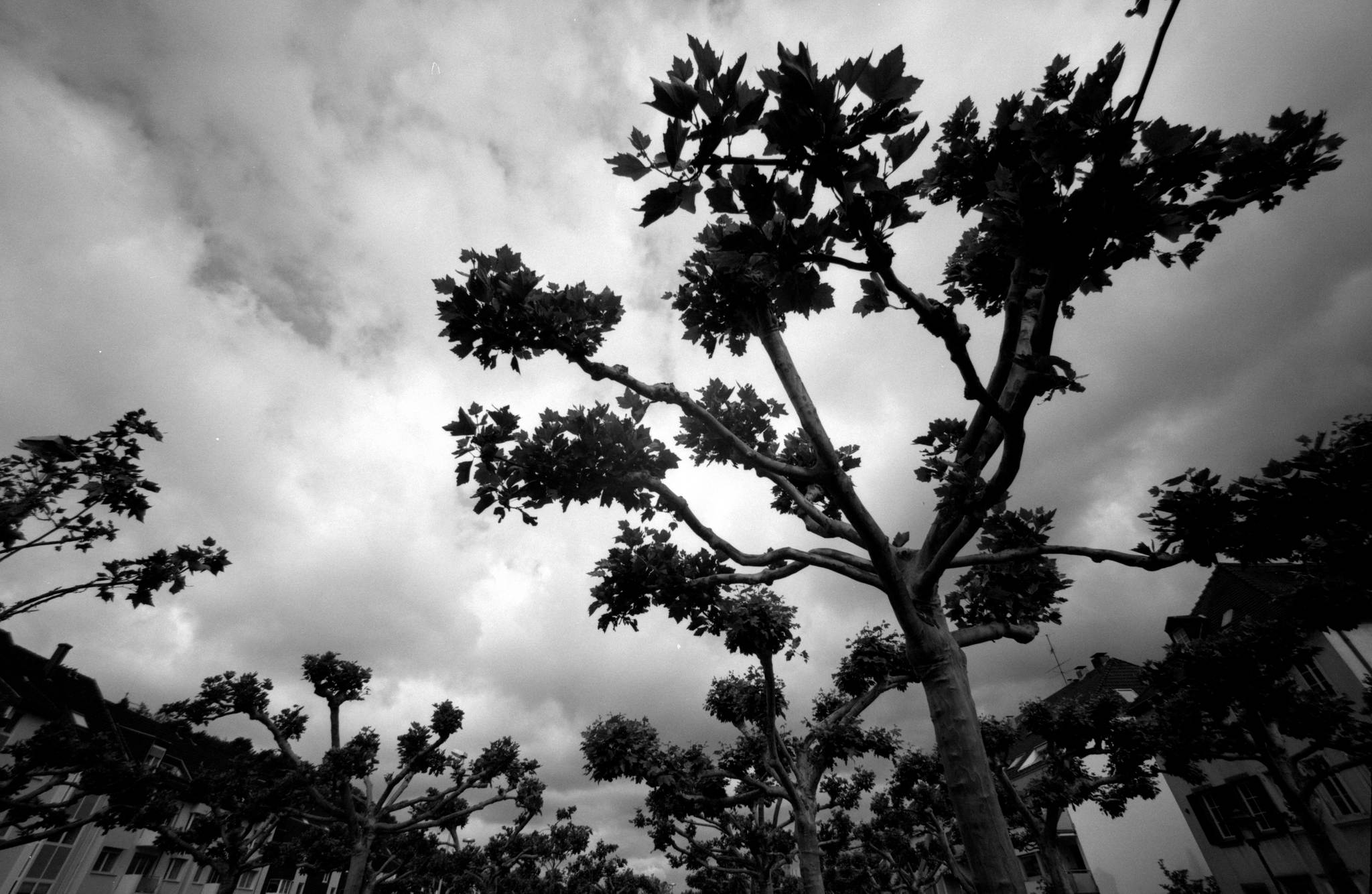 Bessa l agfa pan 25   05 48026305508 o