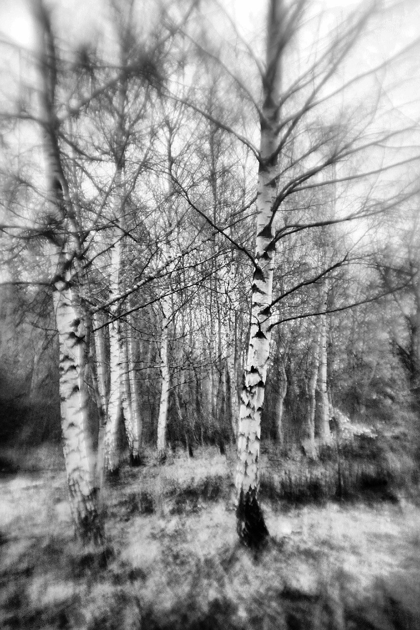 Birkenwldchen 05  sw  6606161283 o