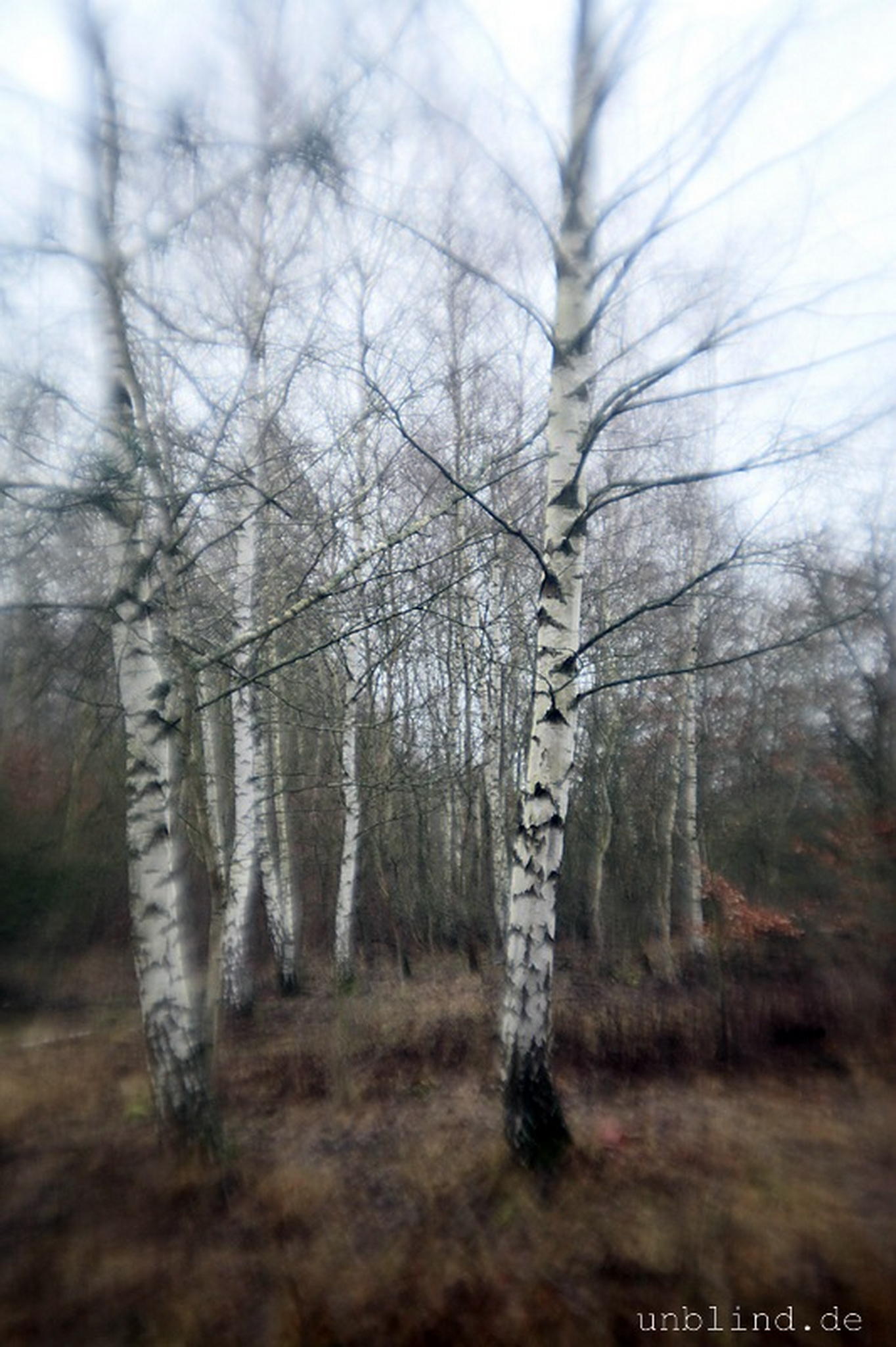 Birkenwldchen 05 6595359723 o