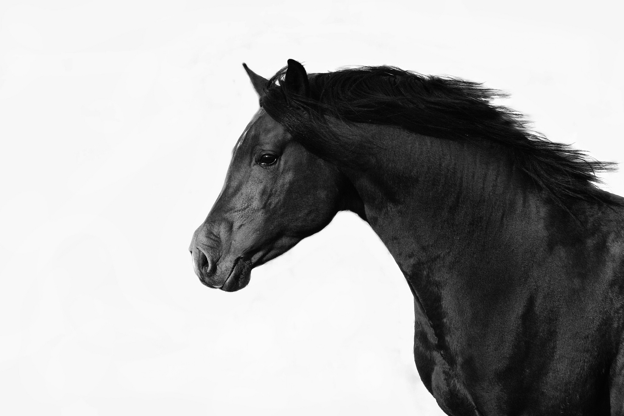 Der hengst 9265072580 o