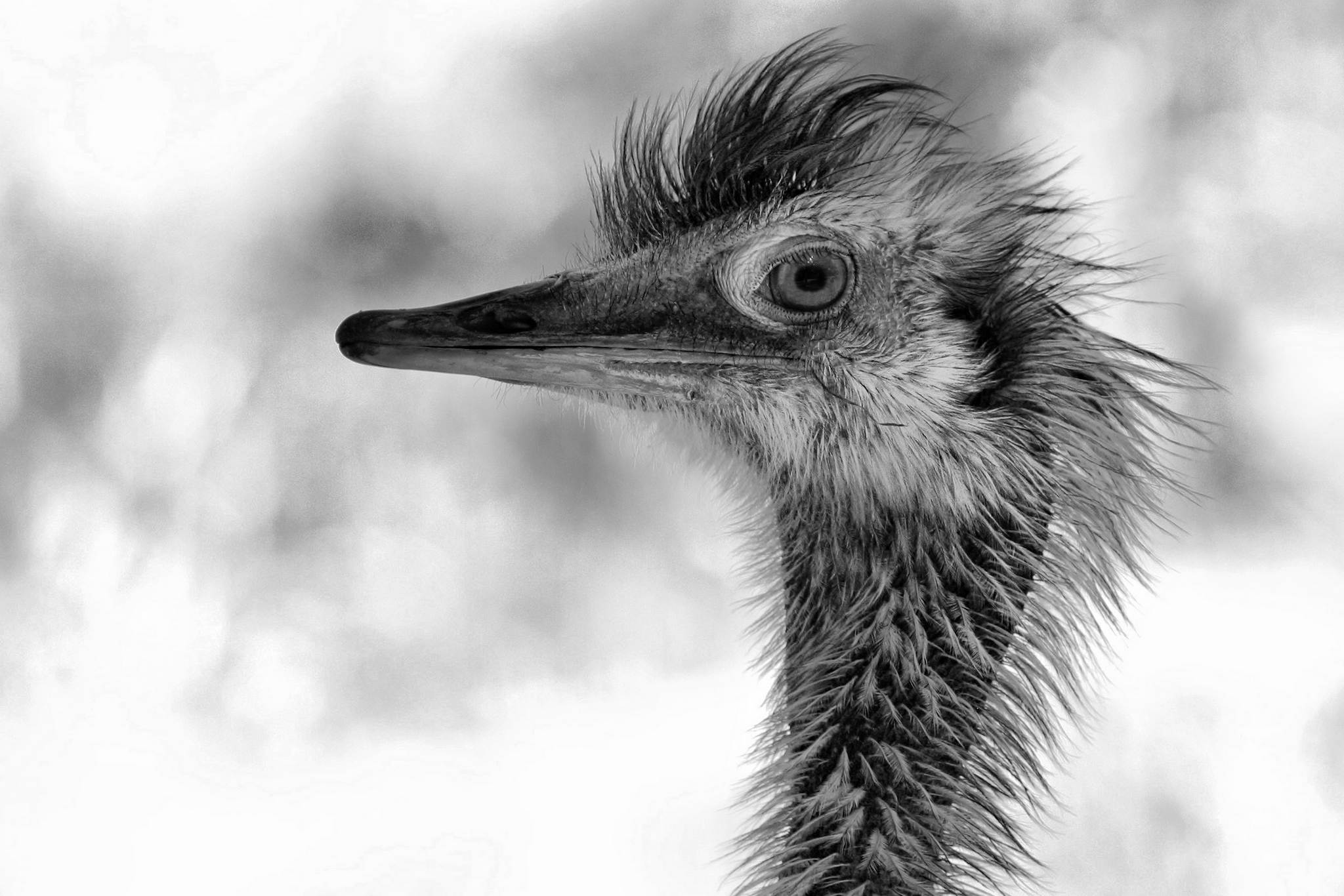 Ein vogi 9373664321 o