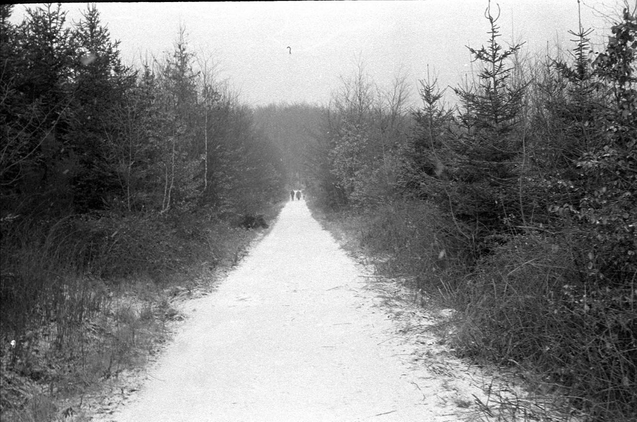 Ein waldweg 01 8163921863 o