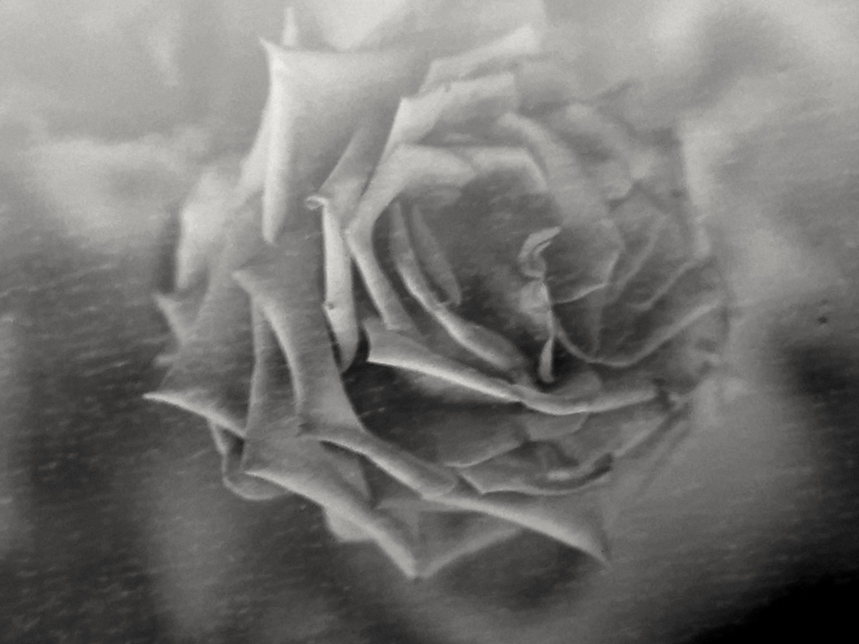 Eine rose ist eine rose 48466063192 o