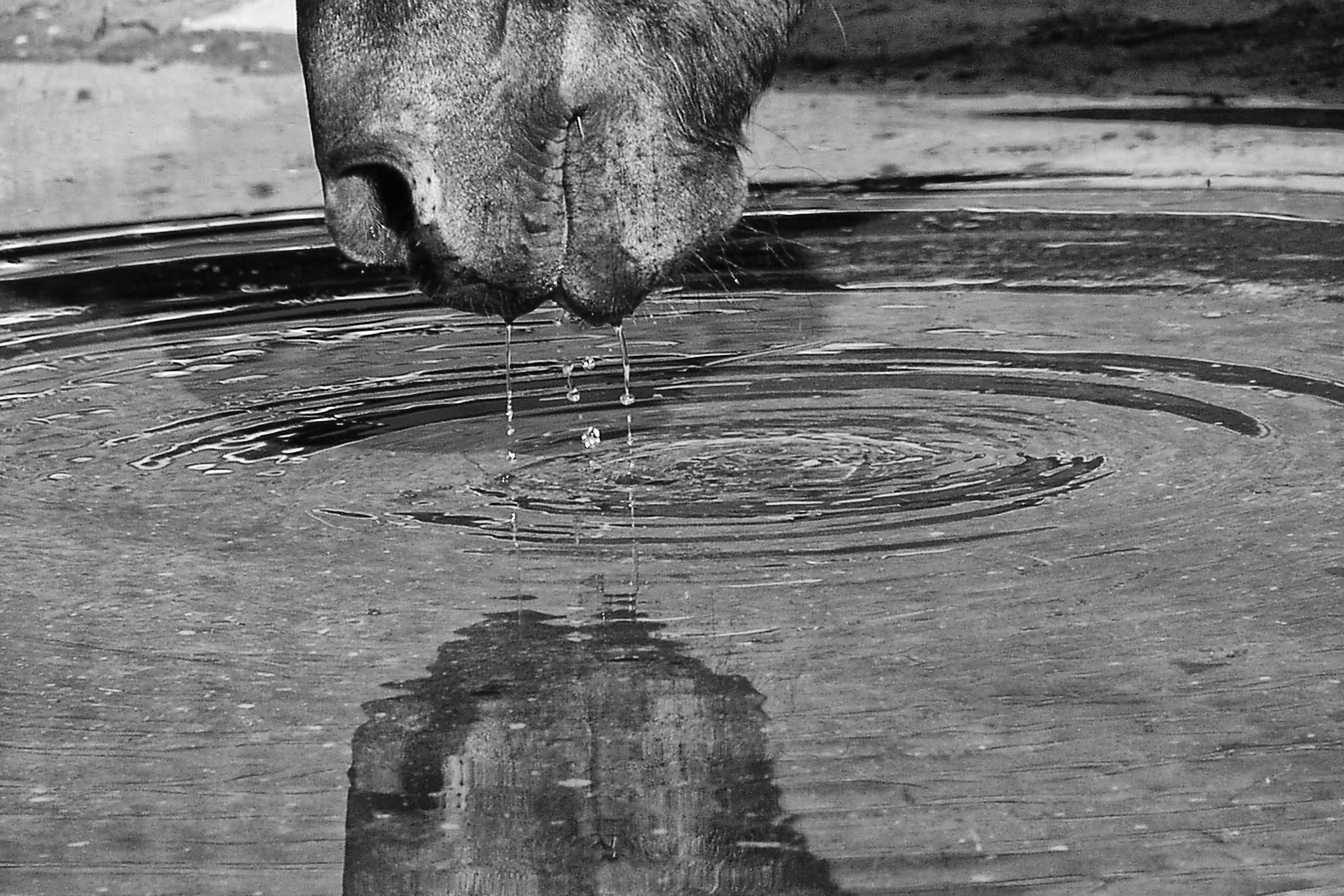 Erfrischung 9264653186 o