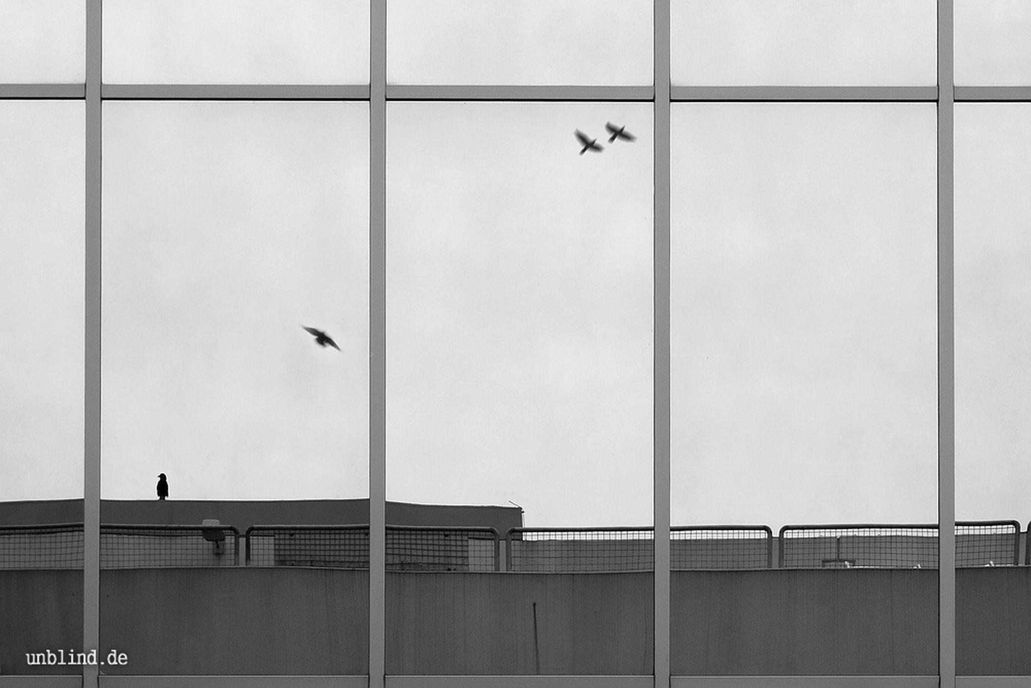 Fliegen 8381271556 o