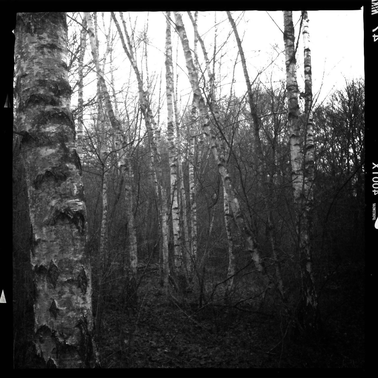 Im birkenwldchen 6599057999 o