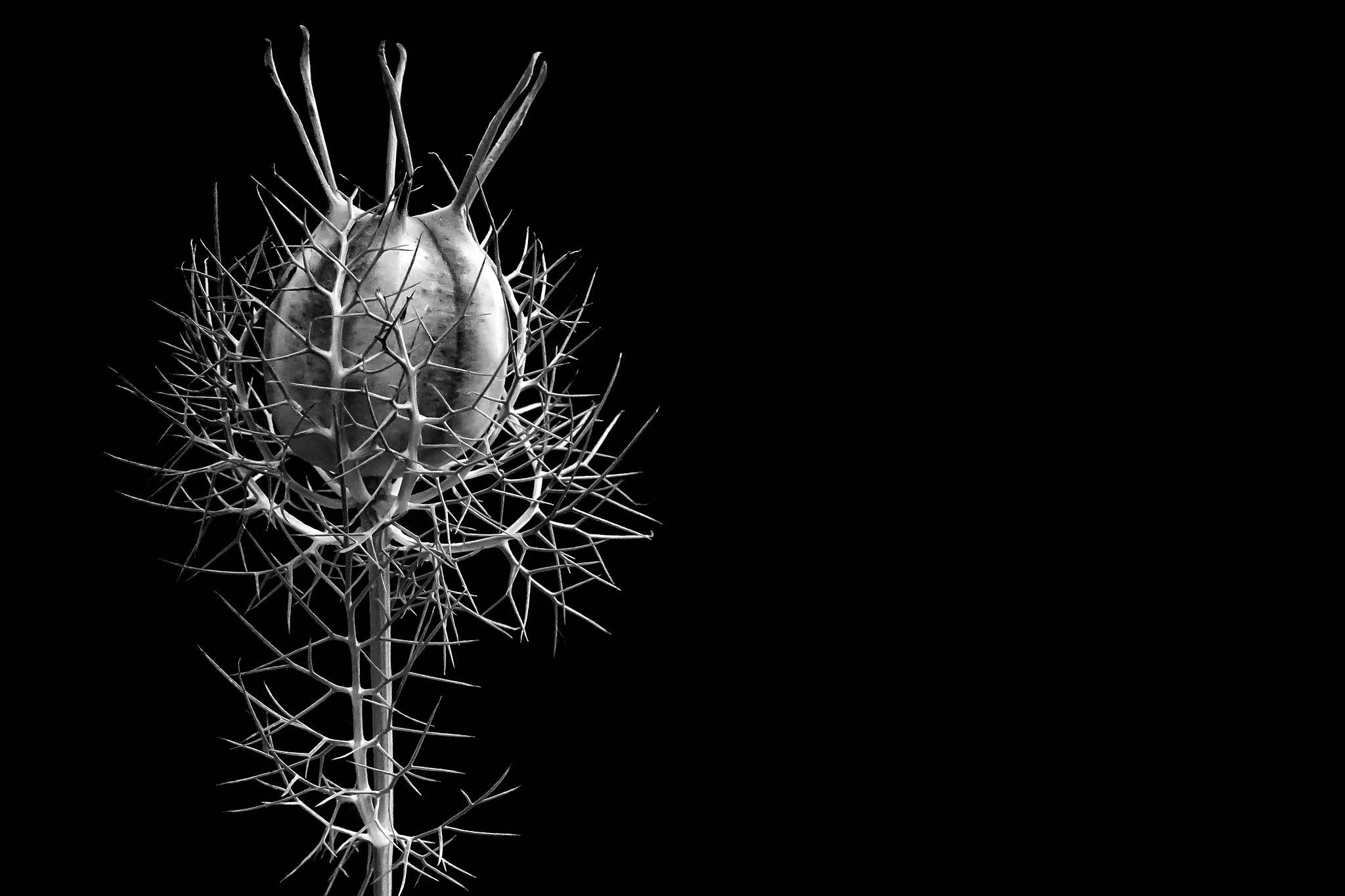 Jungfer im grnen gretl in der stauden gretchen im busch venushaarige braut in haaren damaszener schwarzkmmel damaszener kmmel und garten schwarzkmmel 28818344330 o