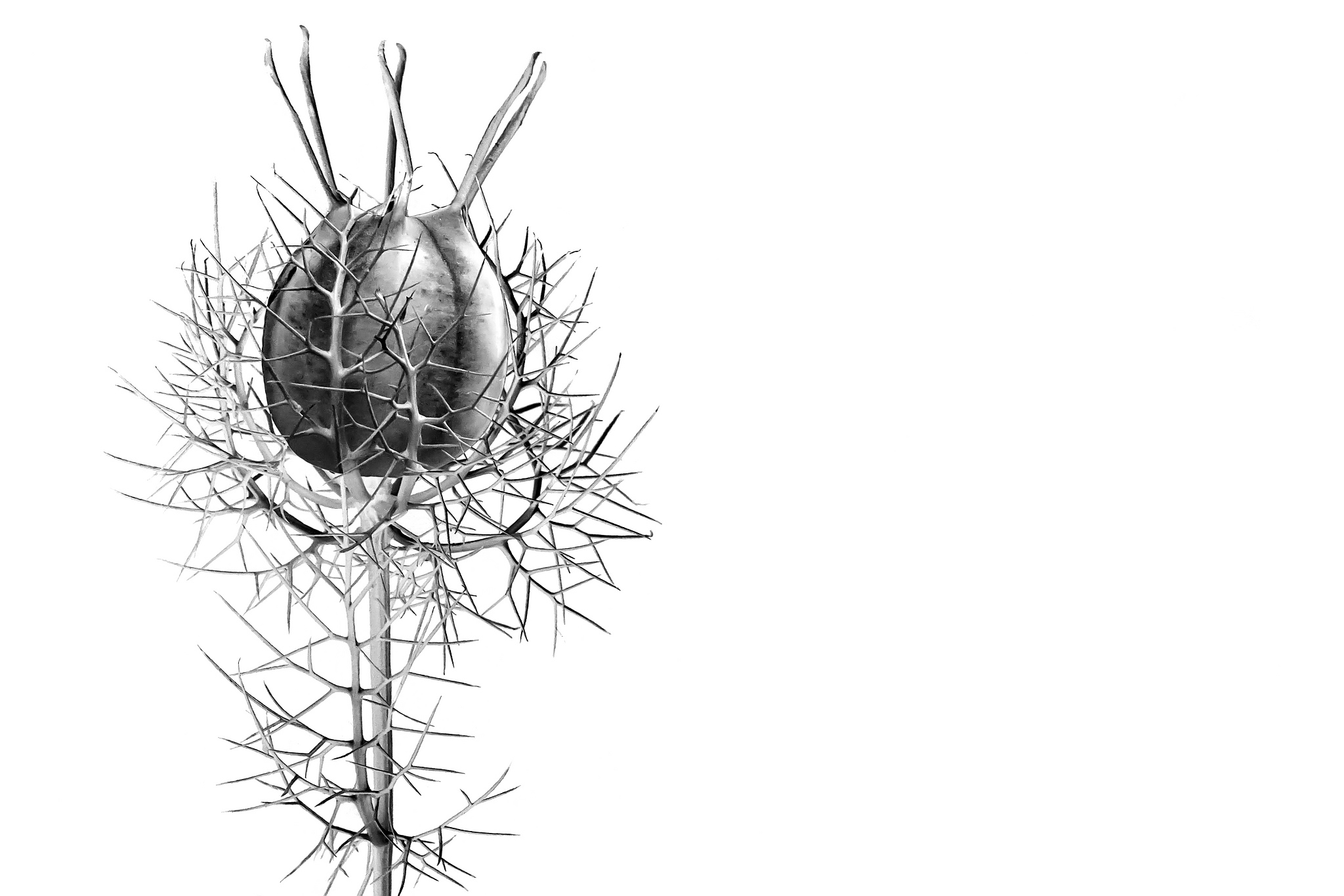 Jungfer im grnen 28820144730 o