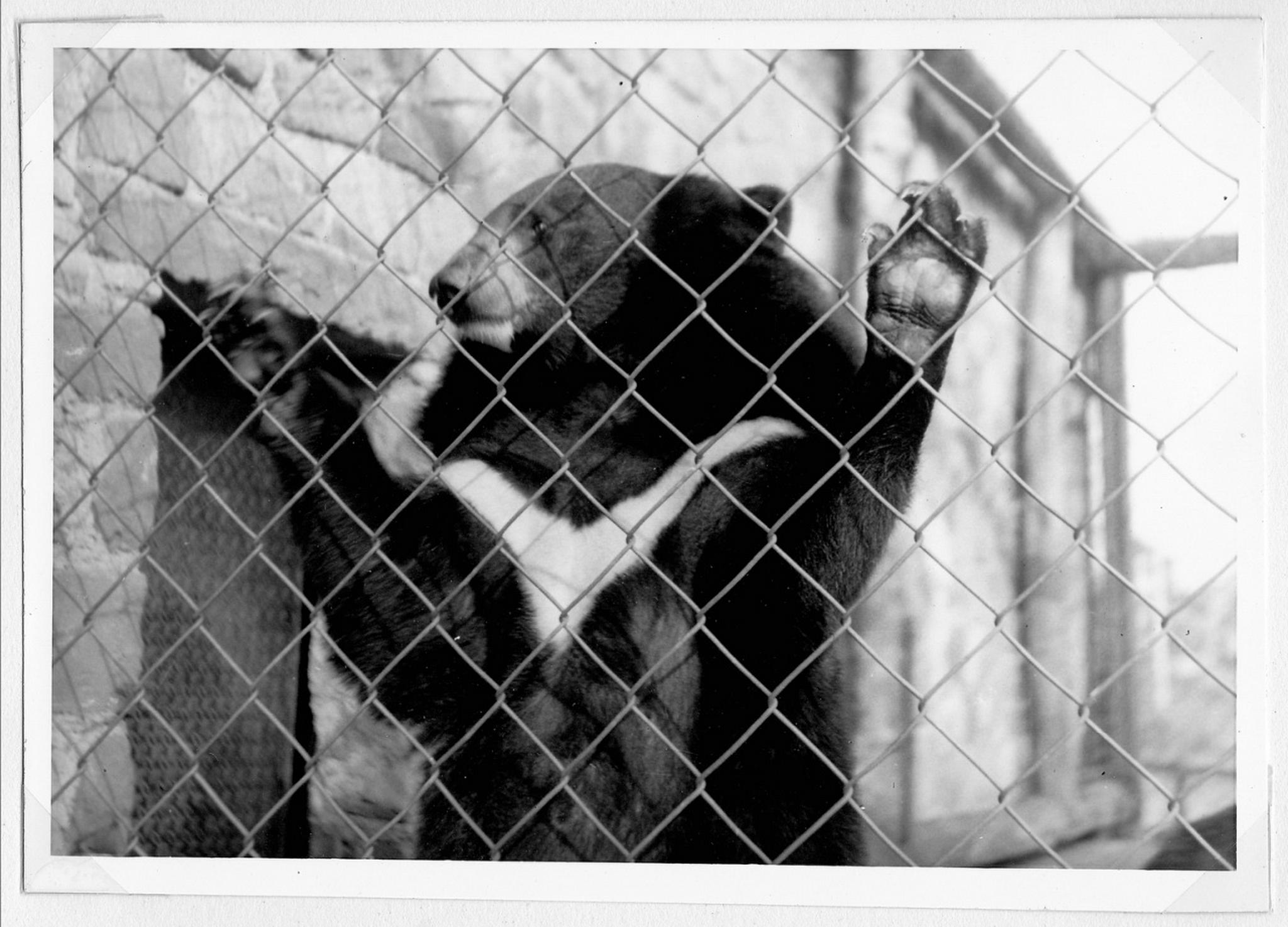 Kinax03 8163517267 o