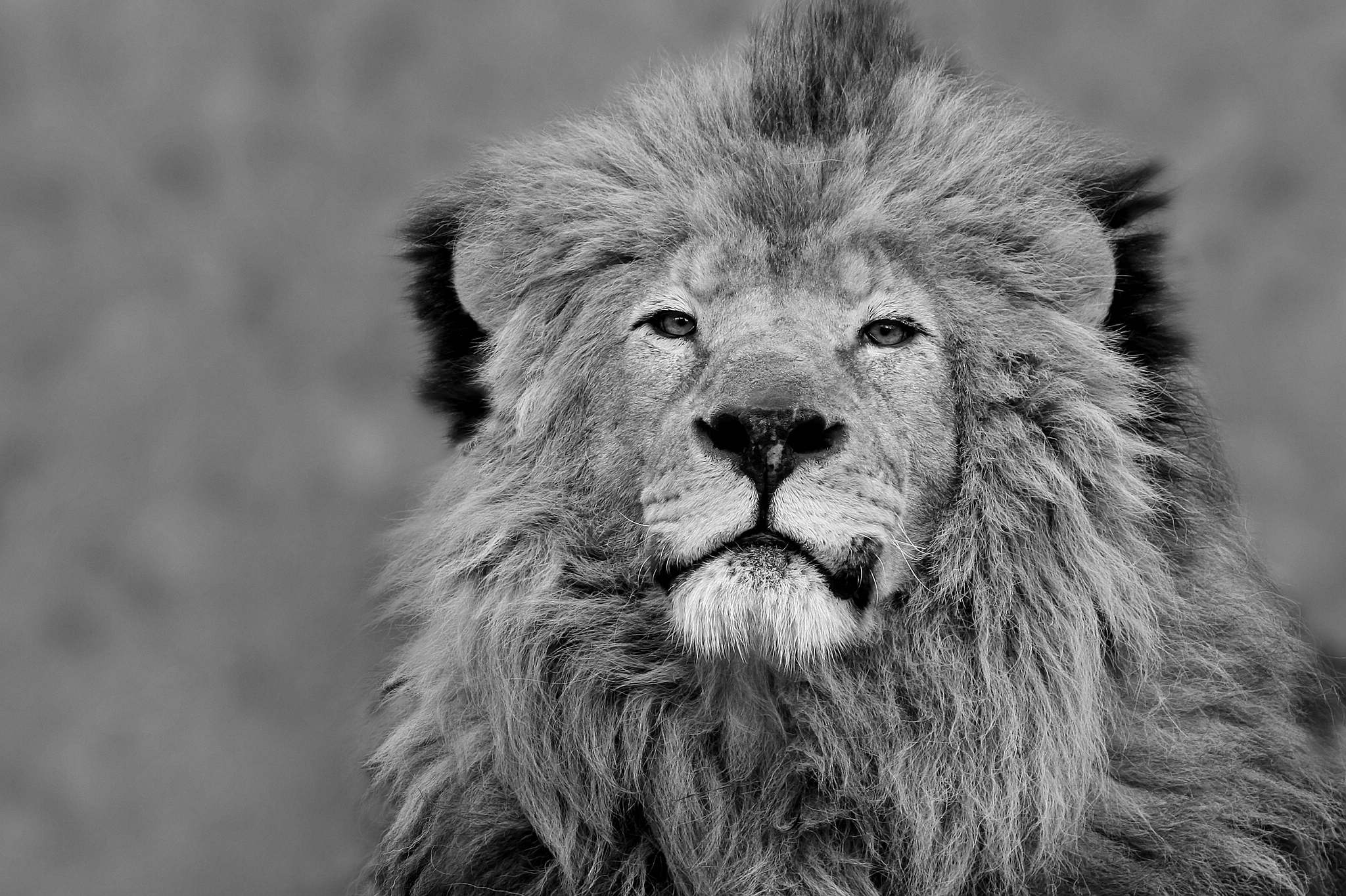 King leo 13721578674 o