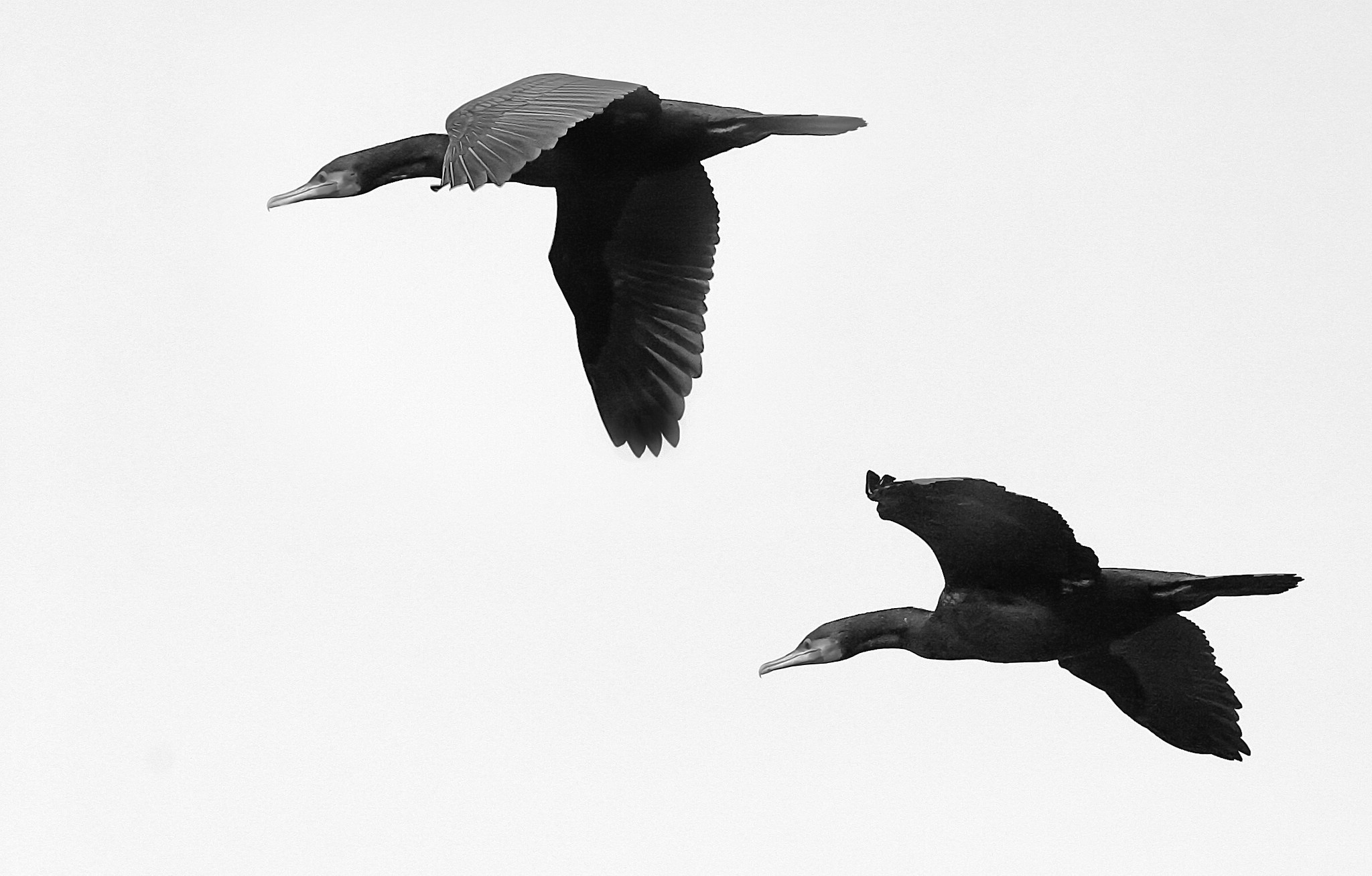 Komorane 9254857167 o