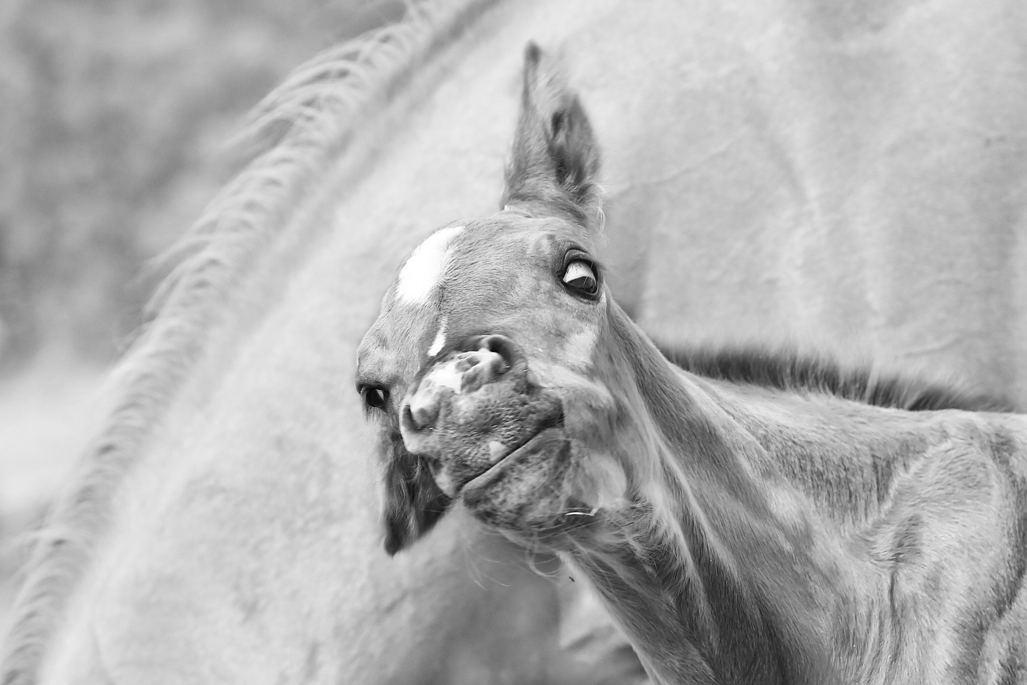 Kuckuck 28031959772 o