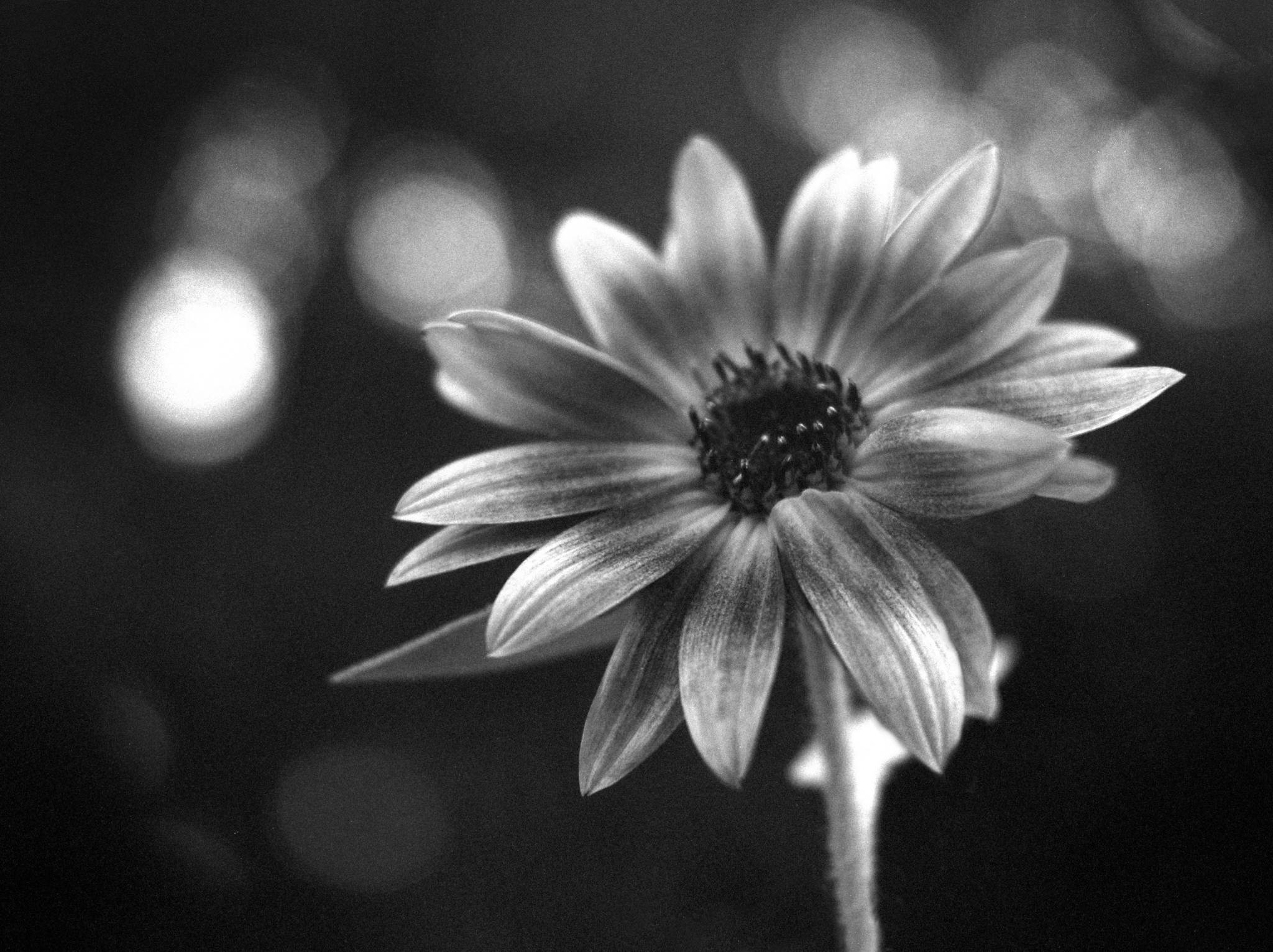 Laack pololyt an pentax  trix400800 caffenol 48681375188 o