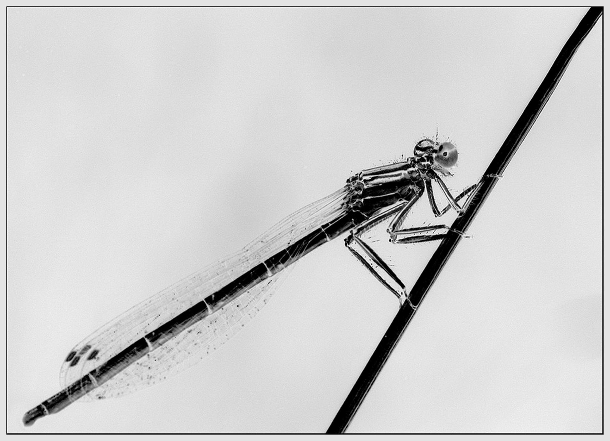 Libellchen 6011375580 o