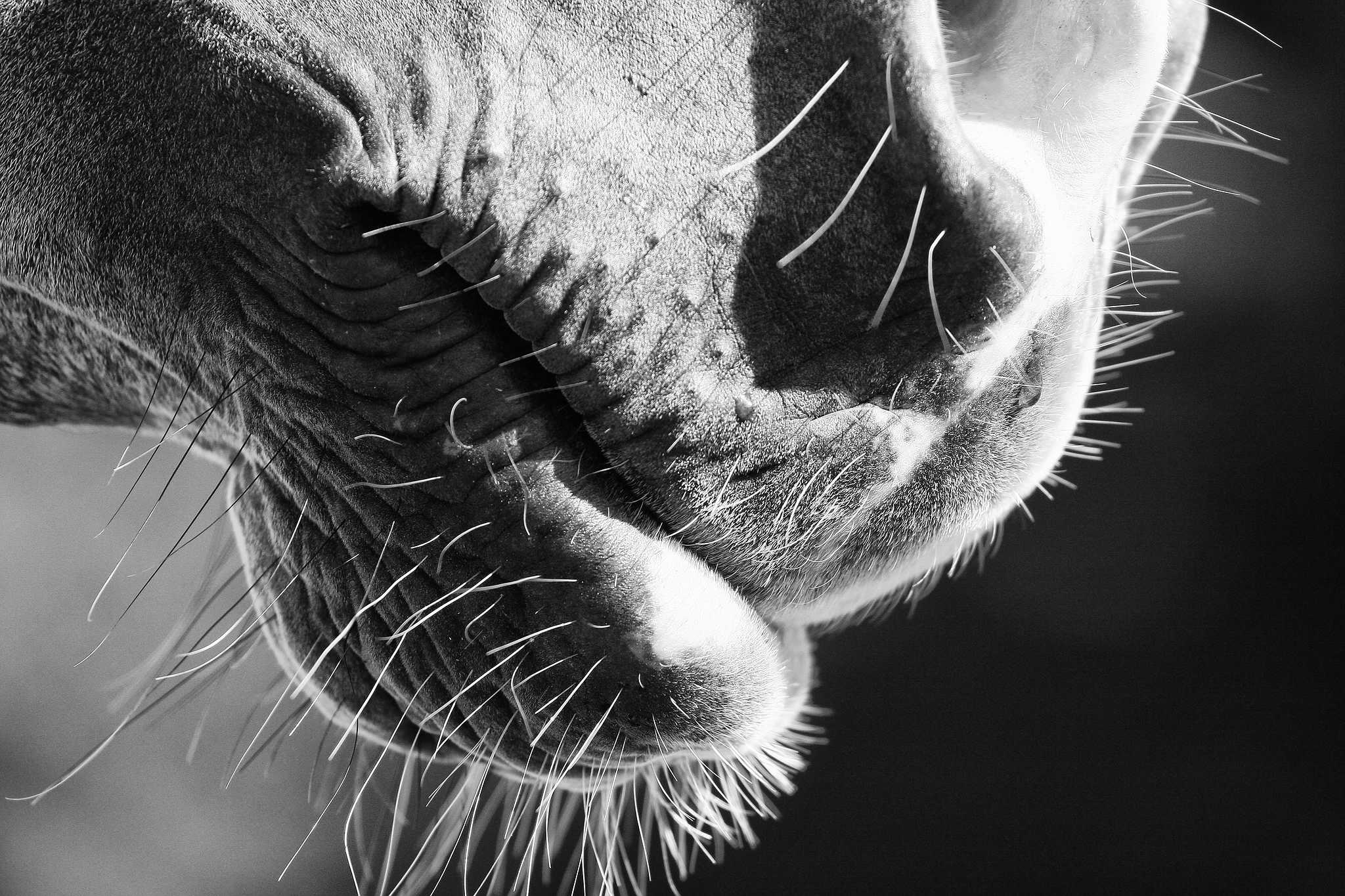 Mulchen 9262269173 o