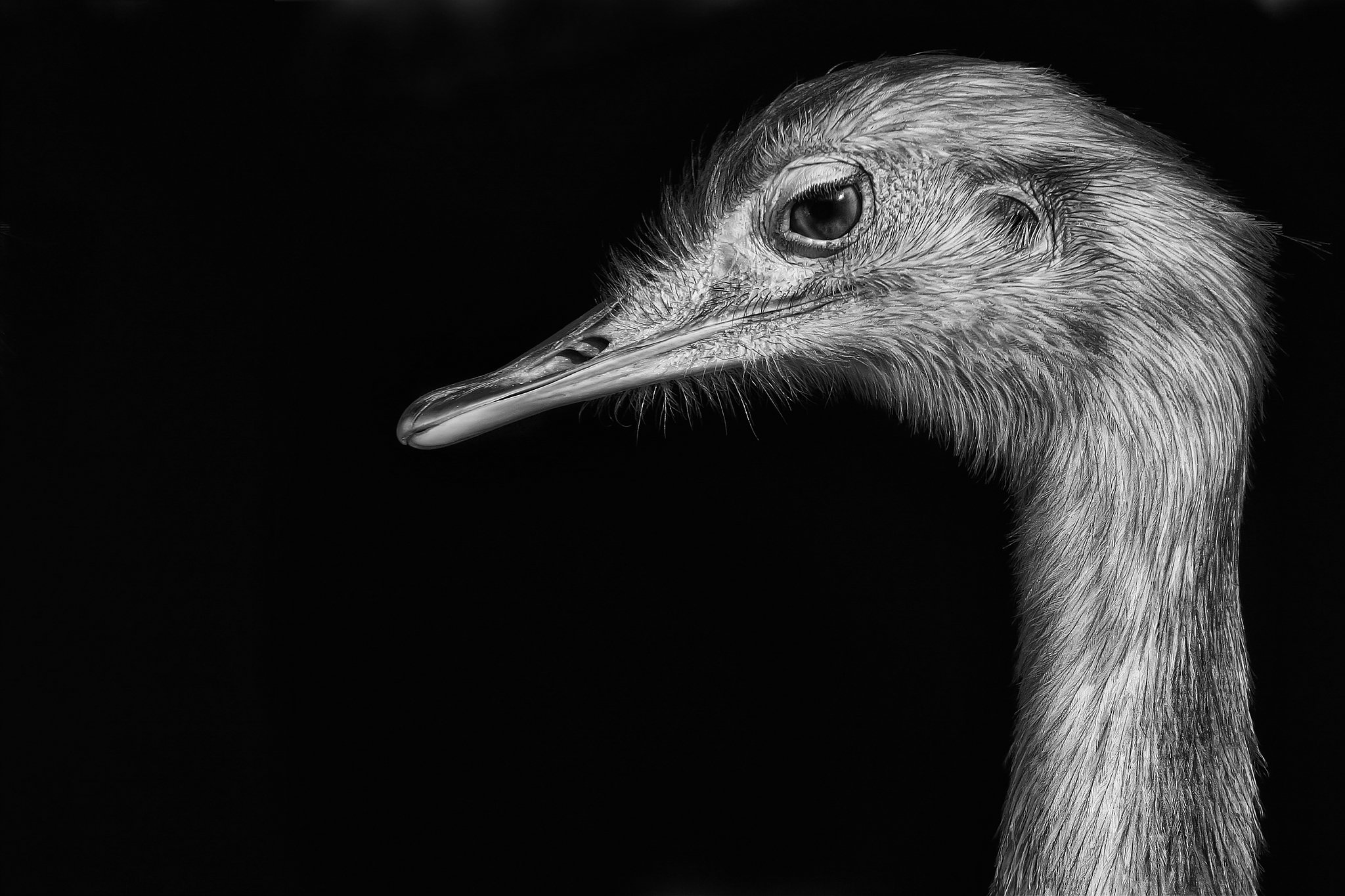 Nadunandu 25035740612 o