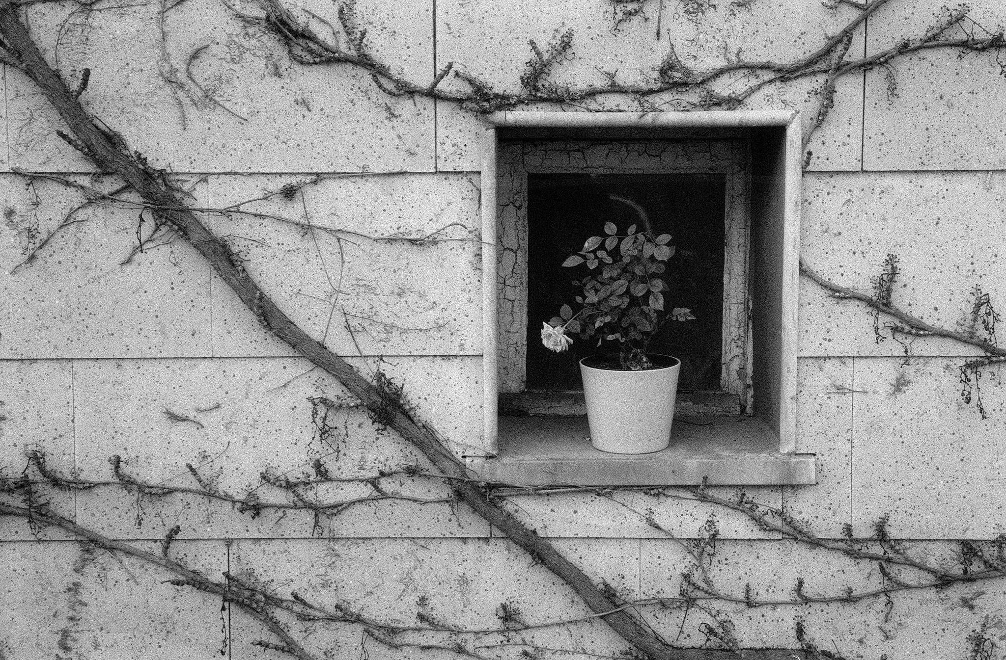 Plmchen 49609650663 o