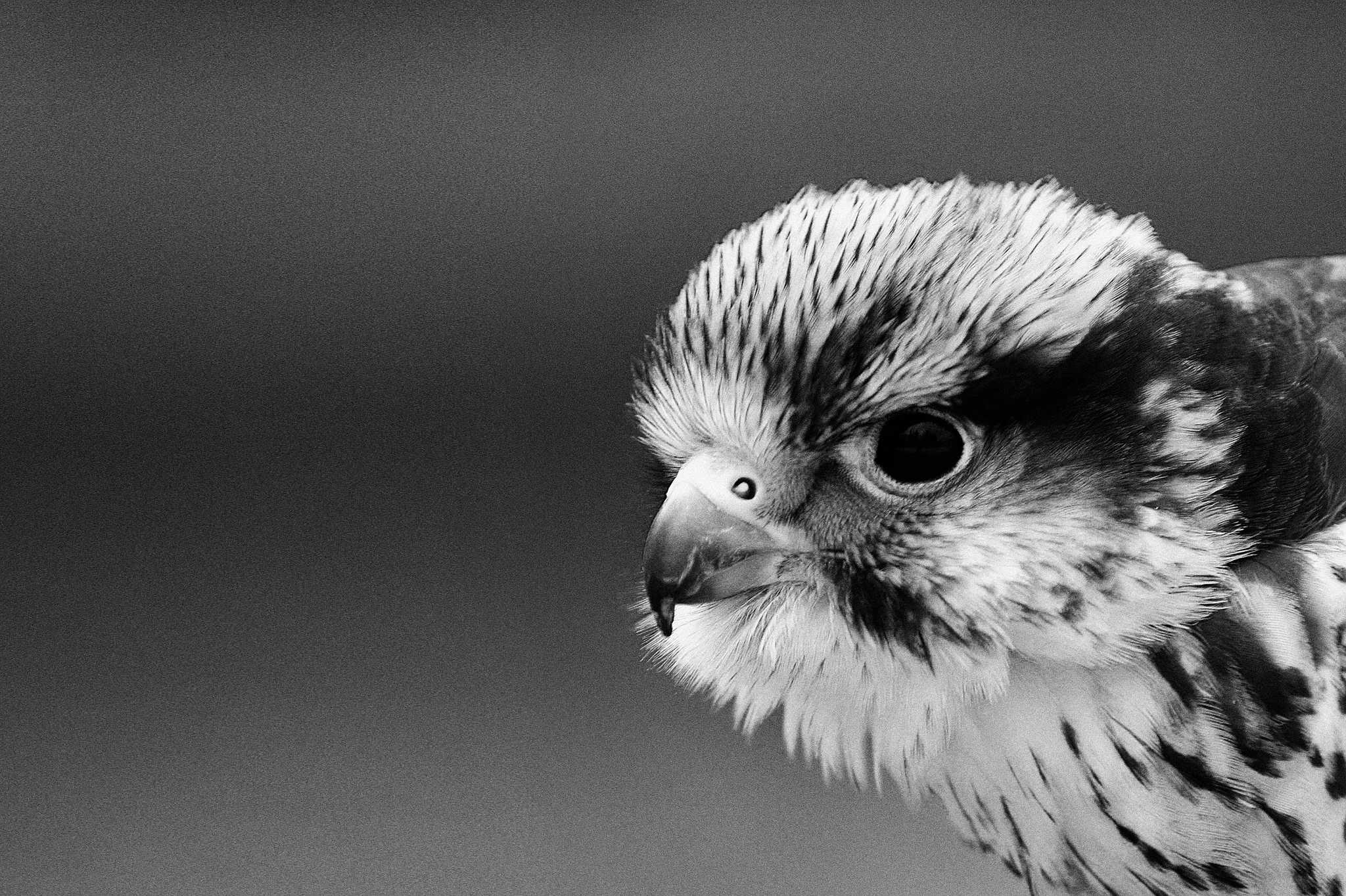 Scharfer blick 9257616994 o