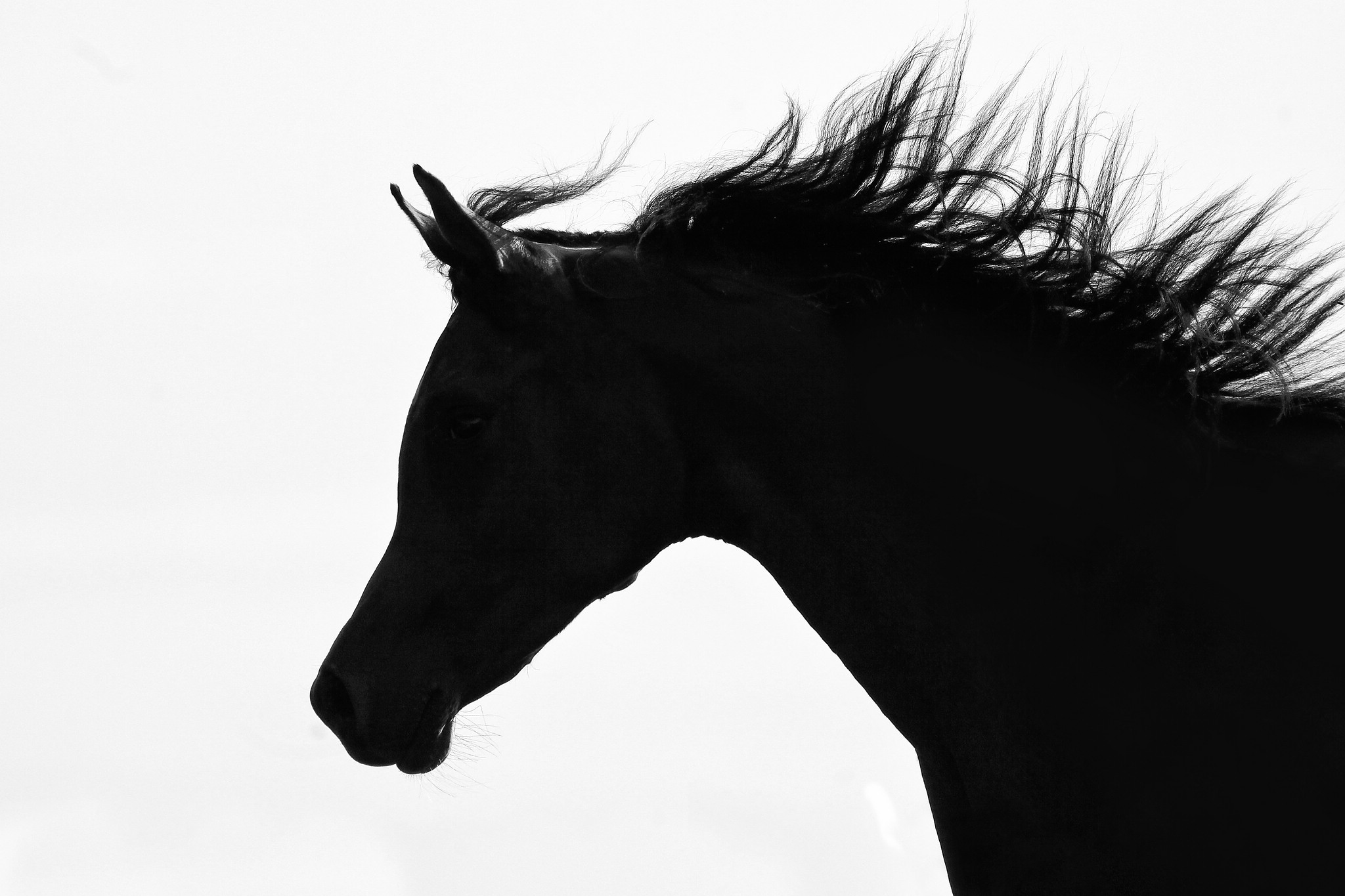 Schattenspiel 9265037948 o