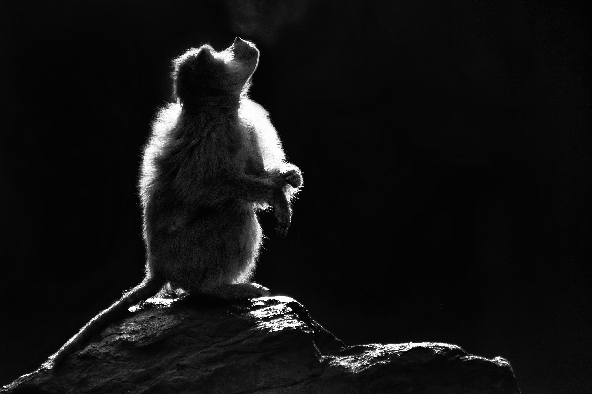 Sonnenanbeter 9257568780 o