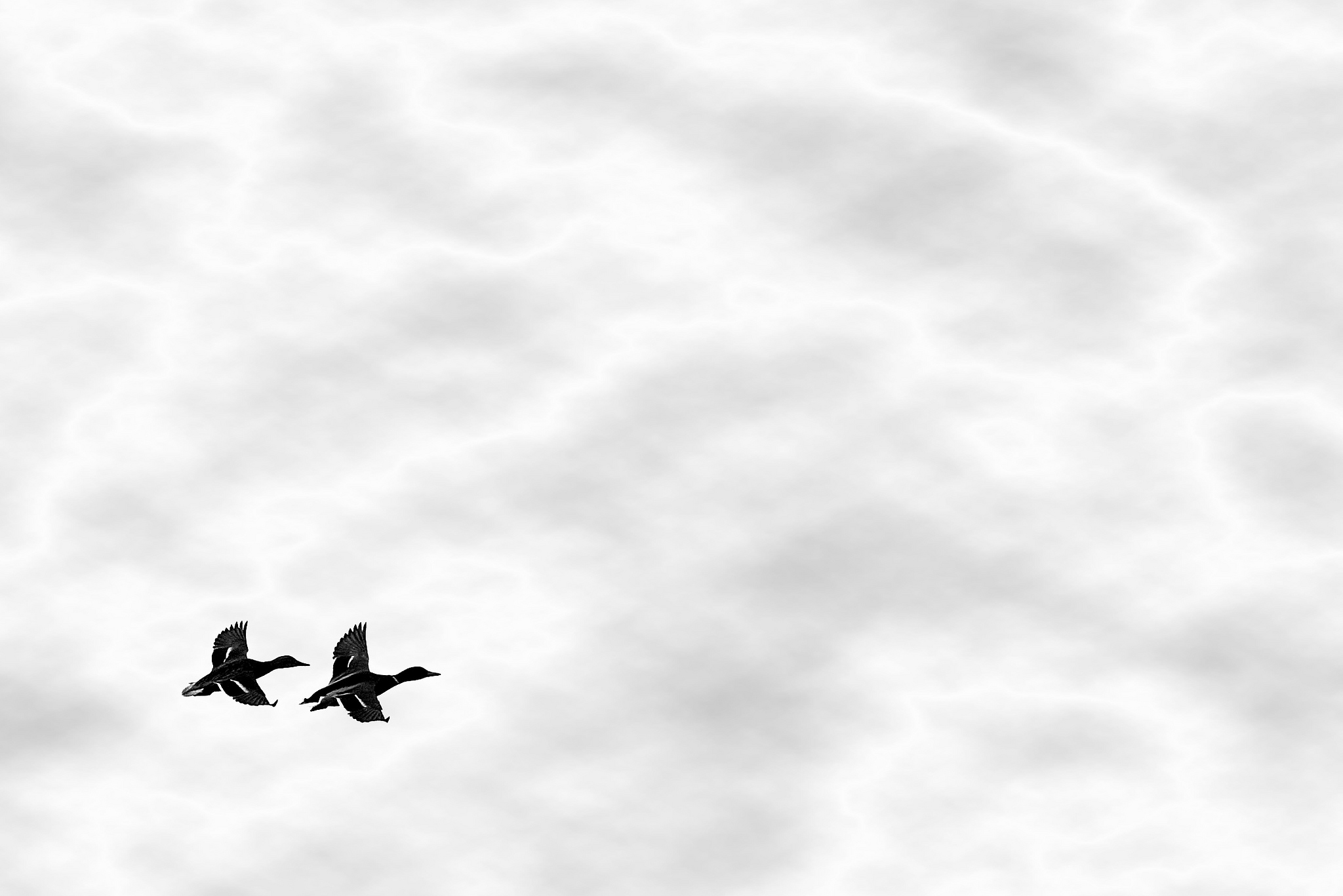 Synchron 9257636404 o