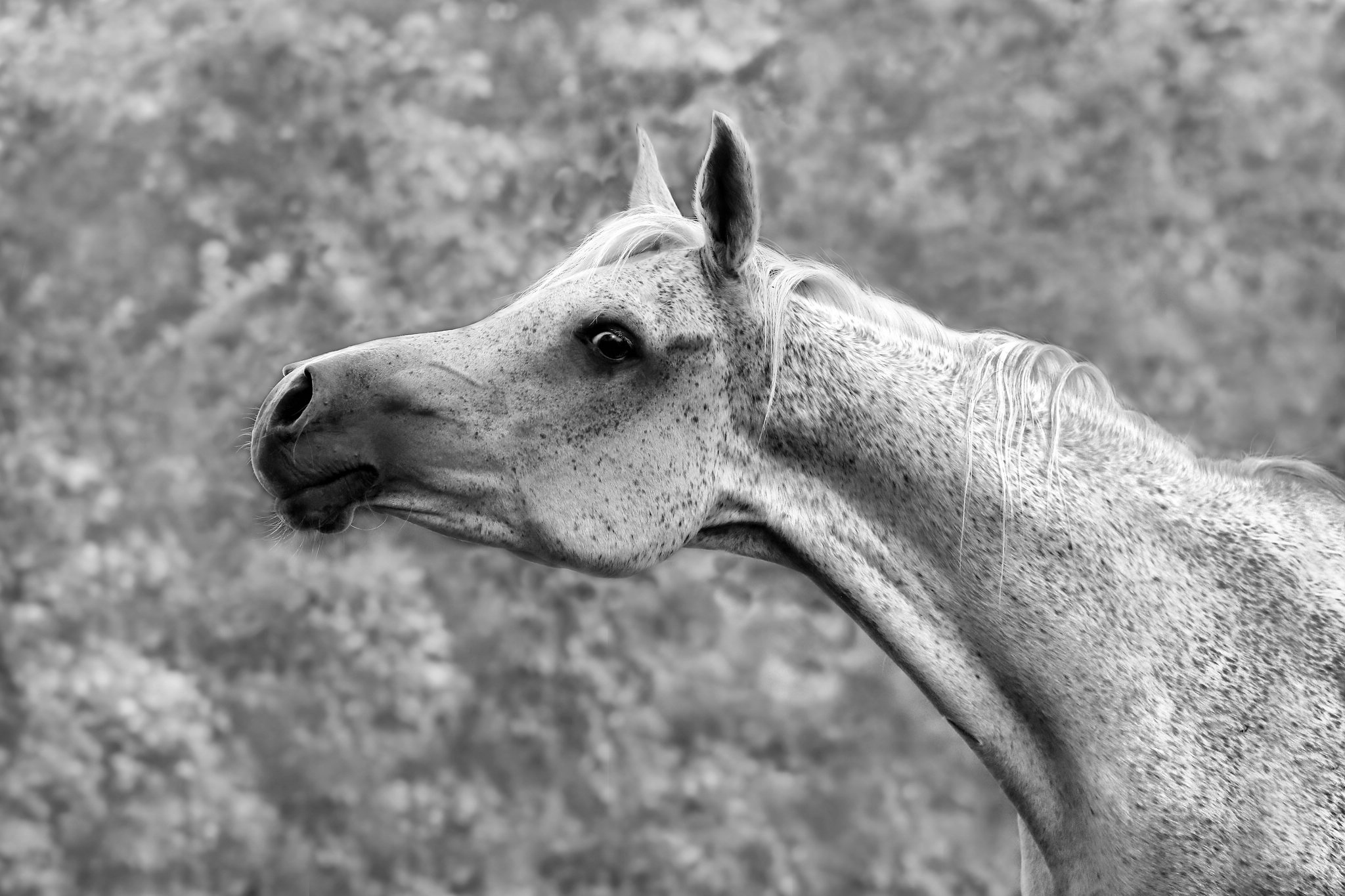 Vorgestern bei den arabern 9481428954 o