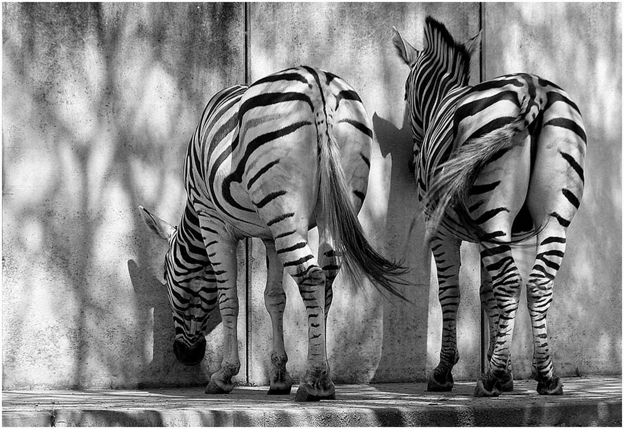 Zebraparkplatz 6010539867 o