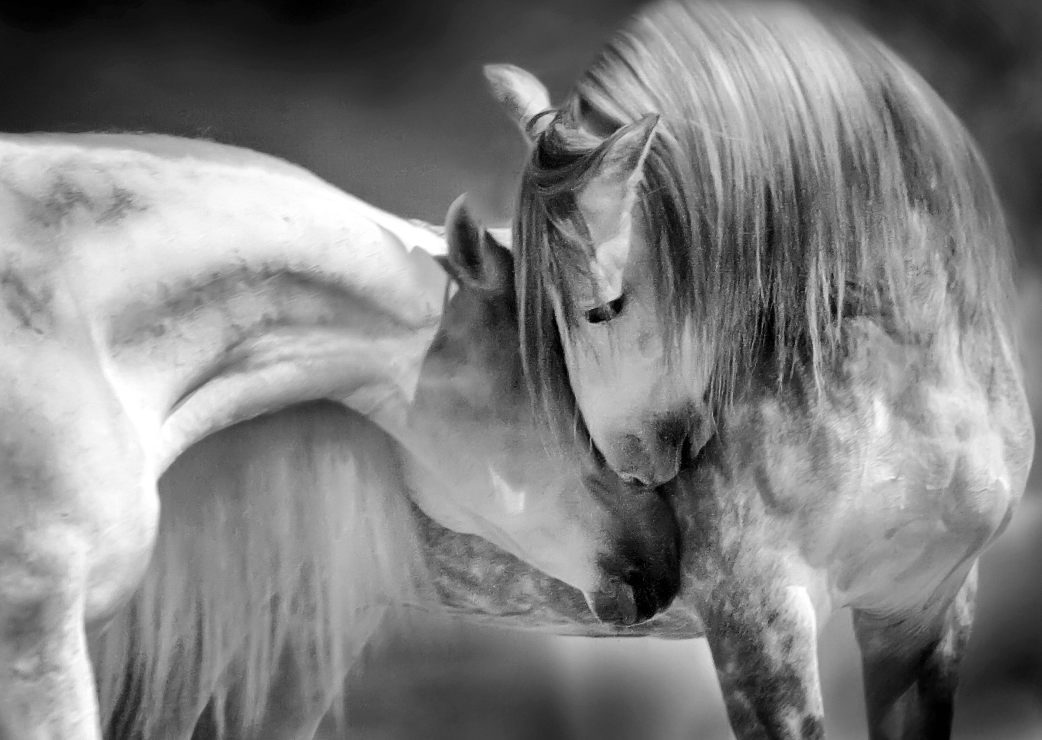 Zwiegesprch 26259017911 o