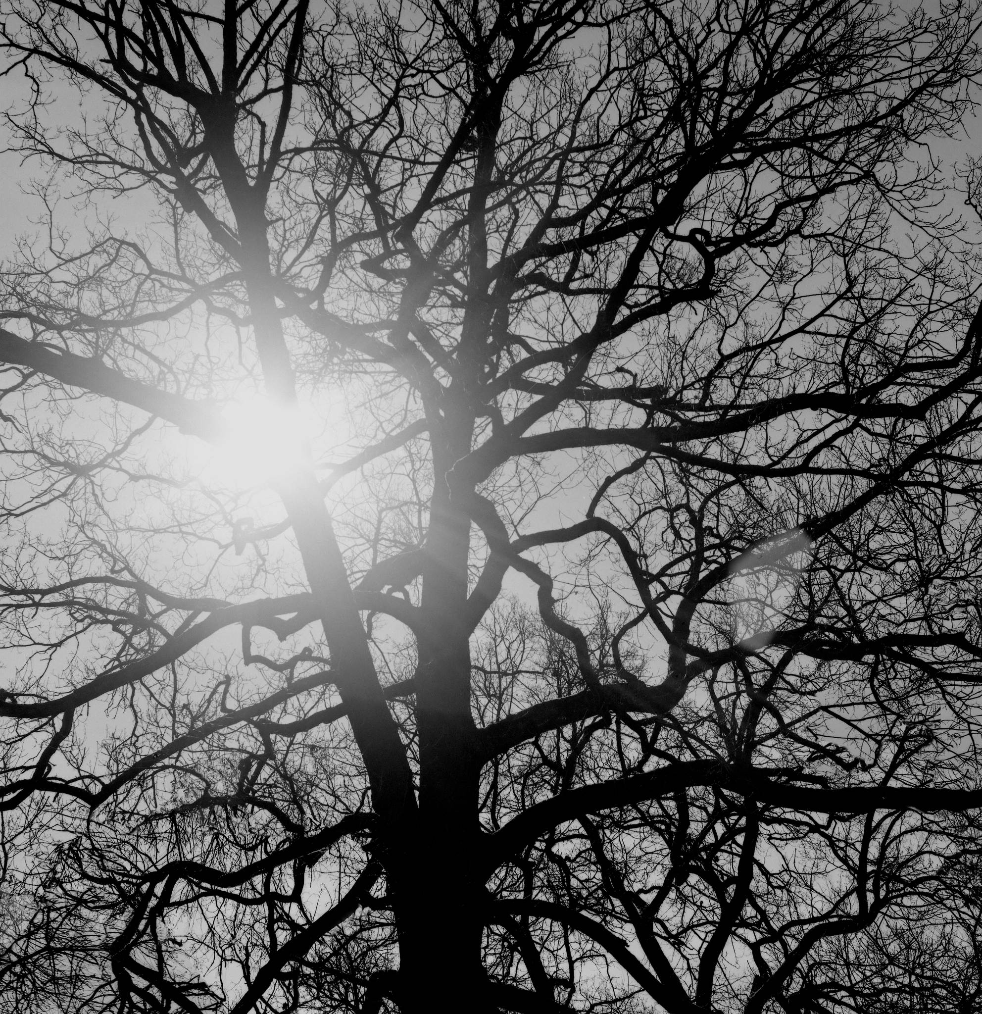 2017 03 30 seagull 203 01 33584454202 o