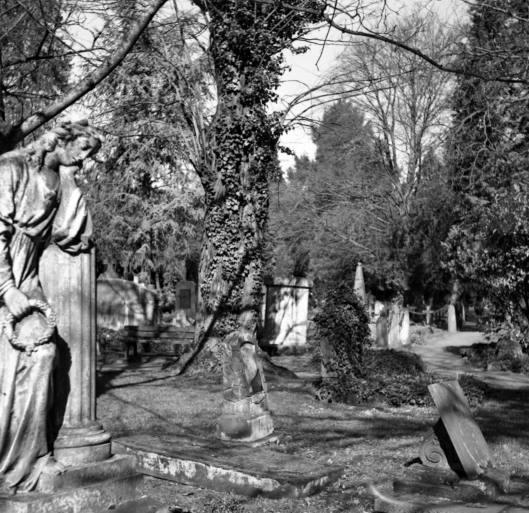 2017 03 30 seagull 203 02 33611719281 o