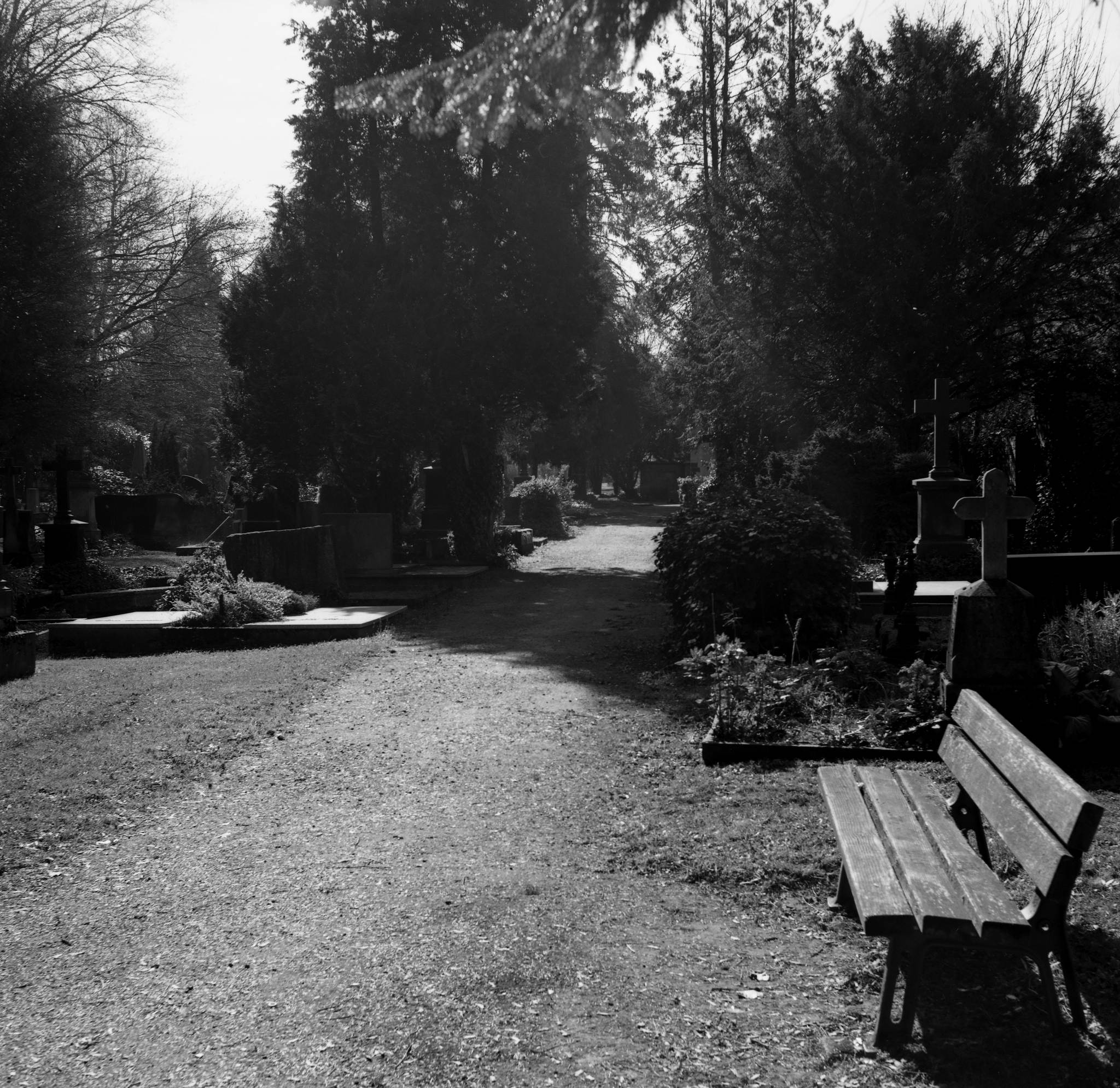 2017 03 30 seagull 203 03 33700108386 o