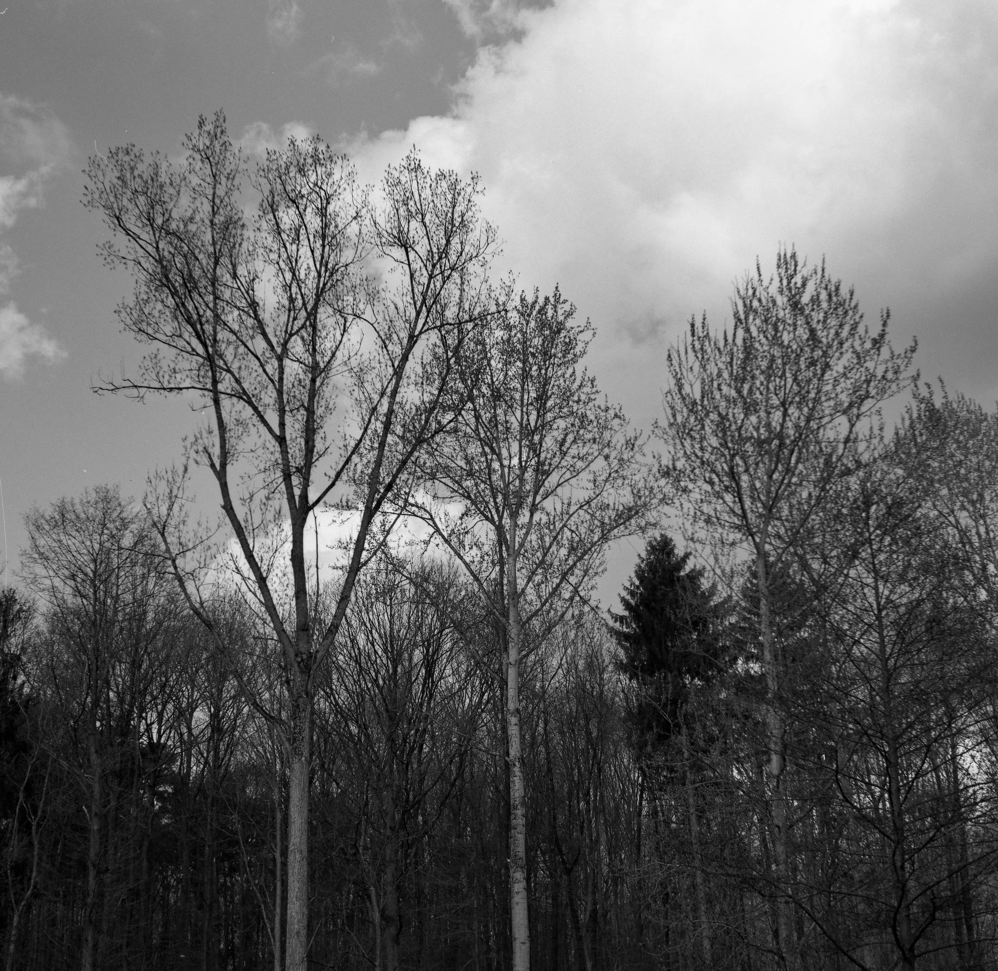 2017 03 30 seagull 203 07 33740963085 o