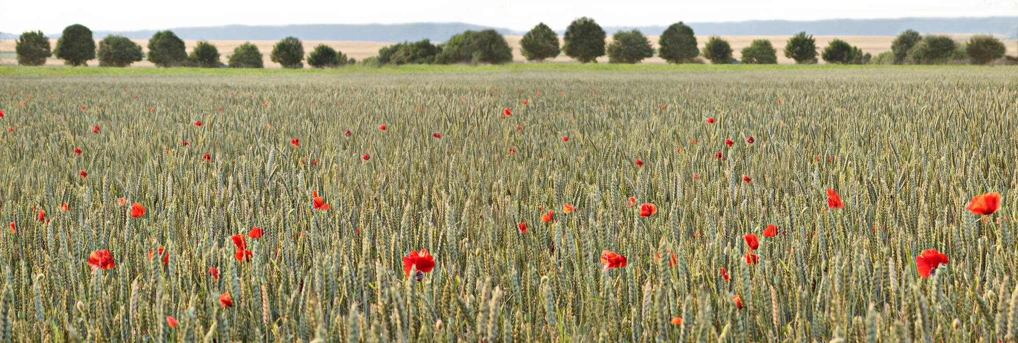 Bauer gursky hat auch ein weizenfeld 14390591766 o
