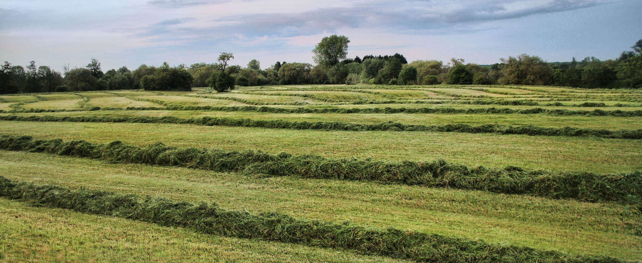 Bauer gursky 14243194004 o