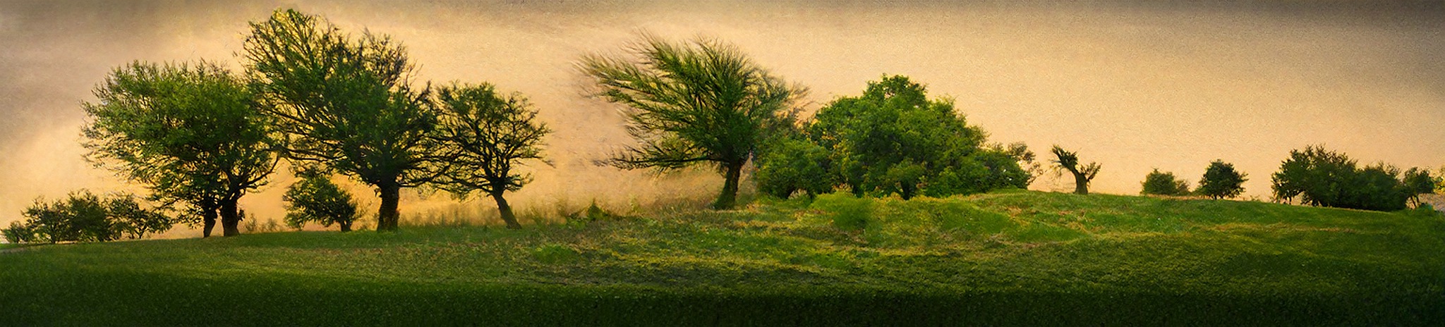 Baumlandschaft 52929439567 o