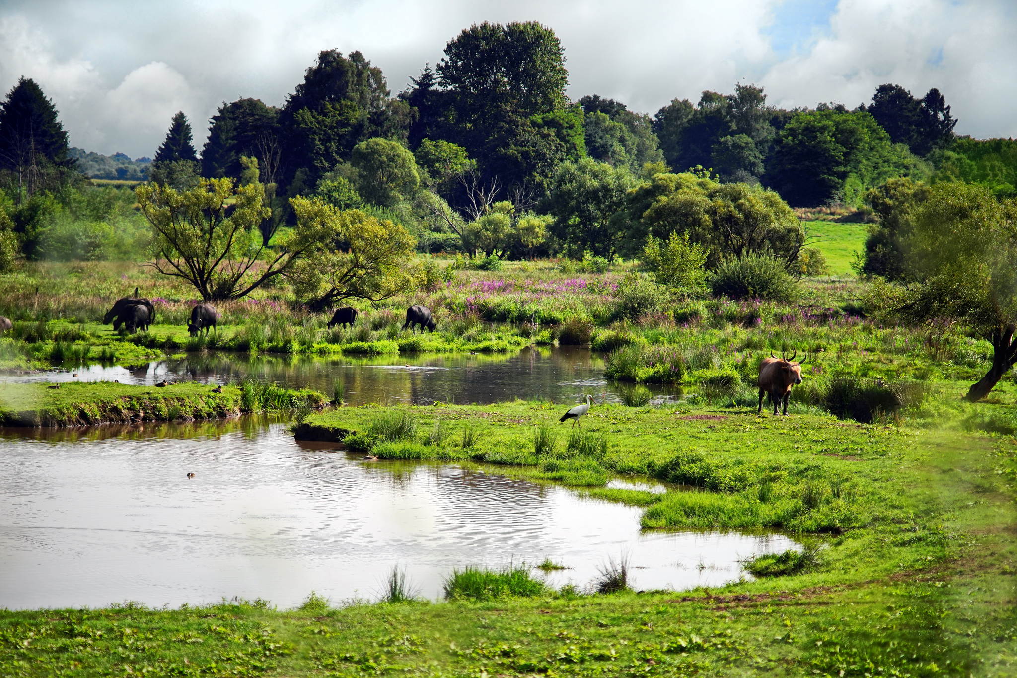 Biotop in beeden bei homburg 28777156826 o