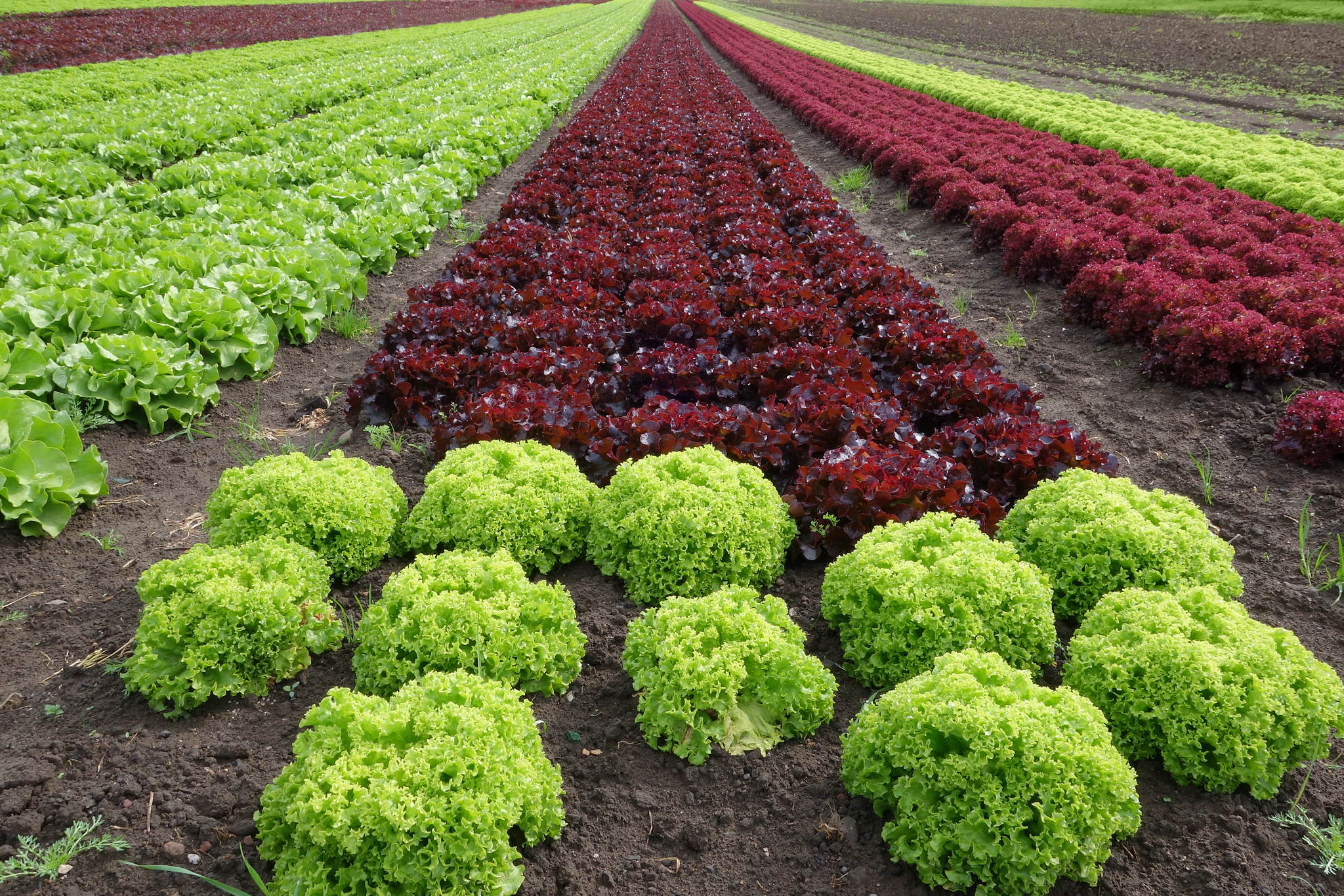 Da habt ihr den salat 14033793832 o