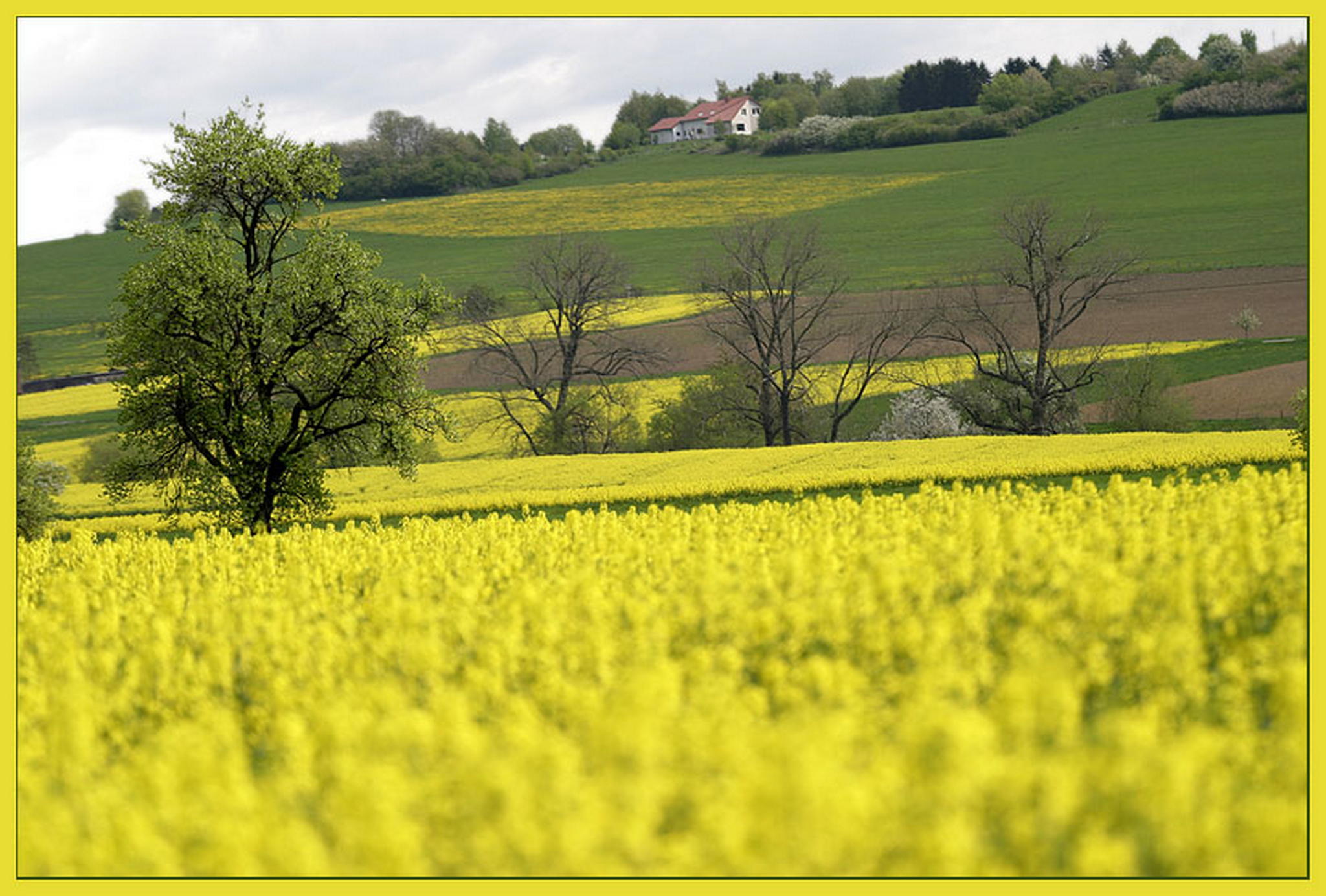 Das letzte in gelb 6011377130 o