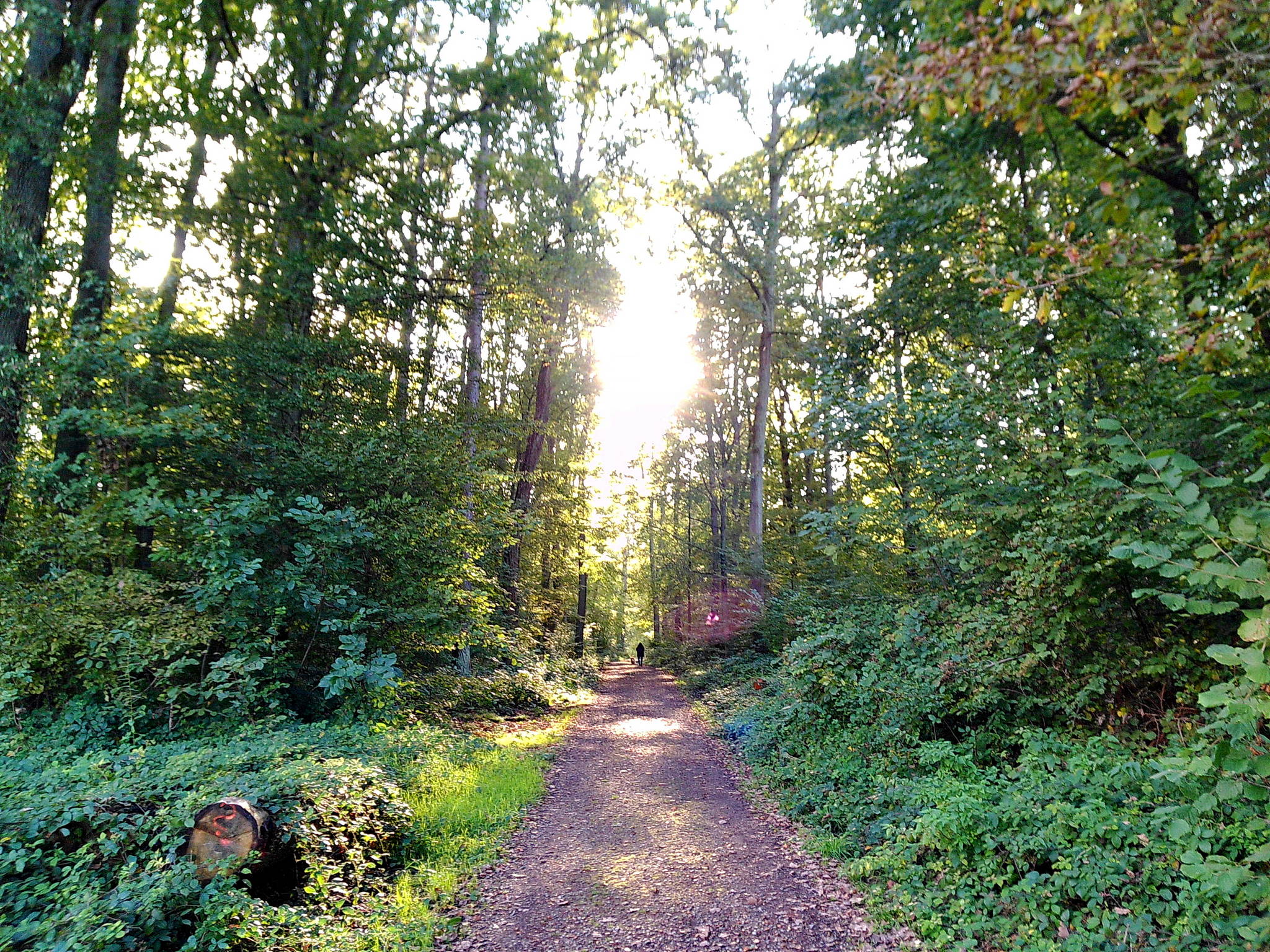 Dscf1661 54036730266 o