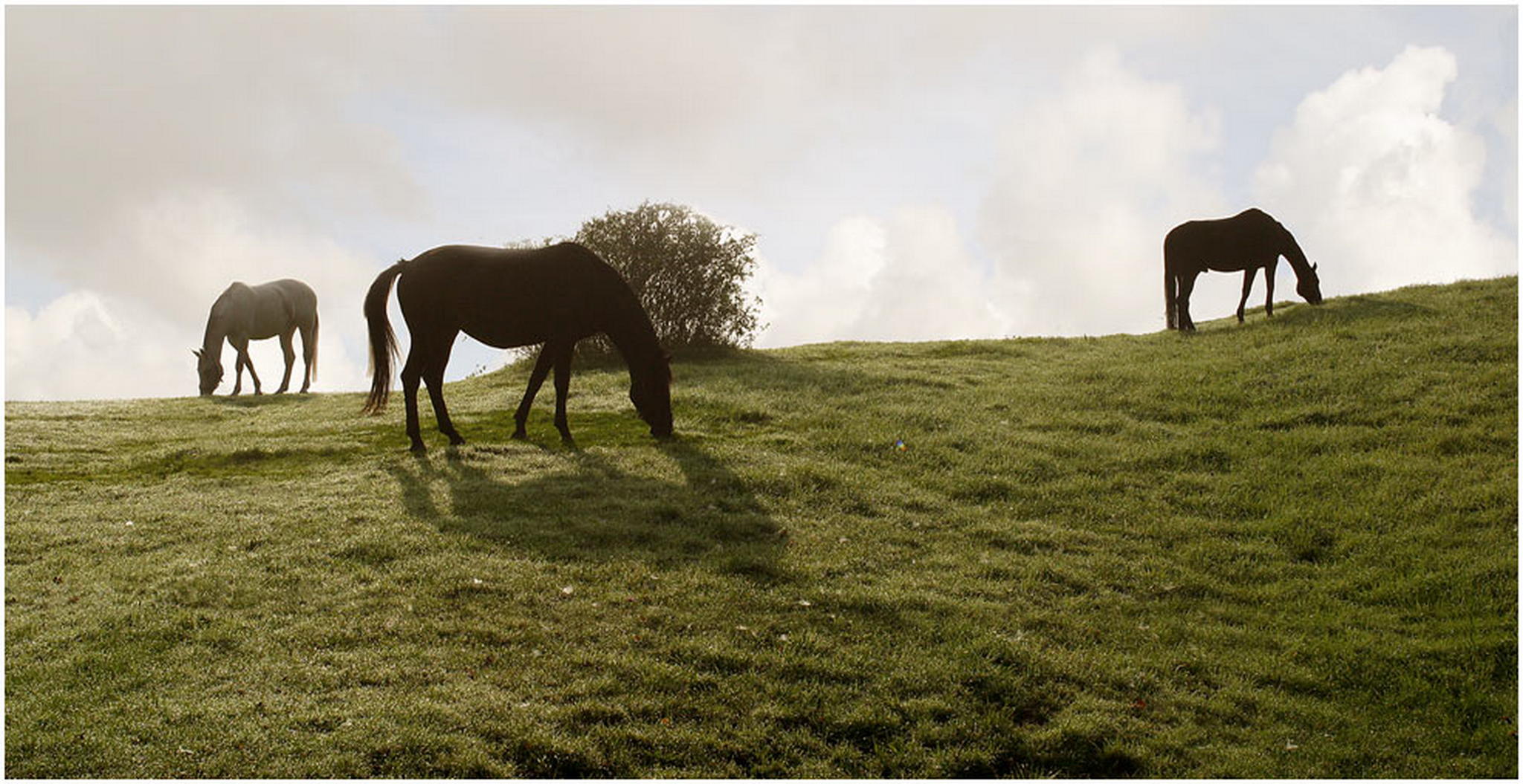 Ein bisschen land mit pferdchen 6010543307 o