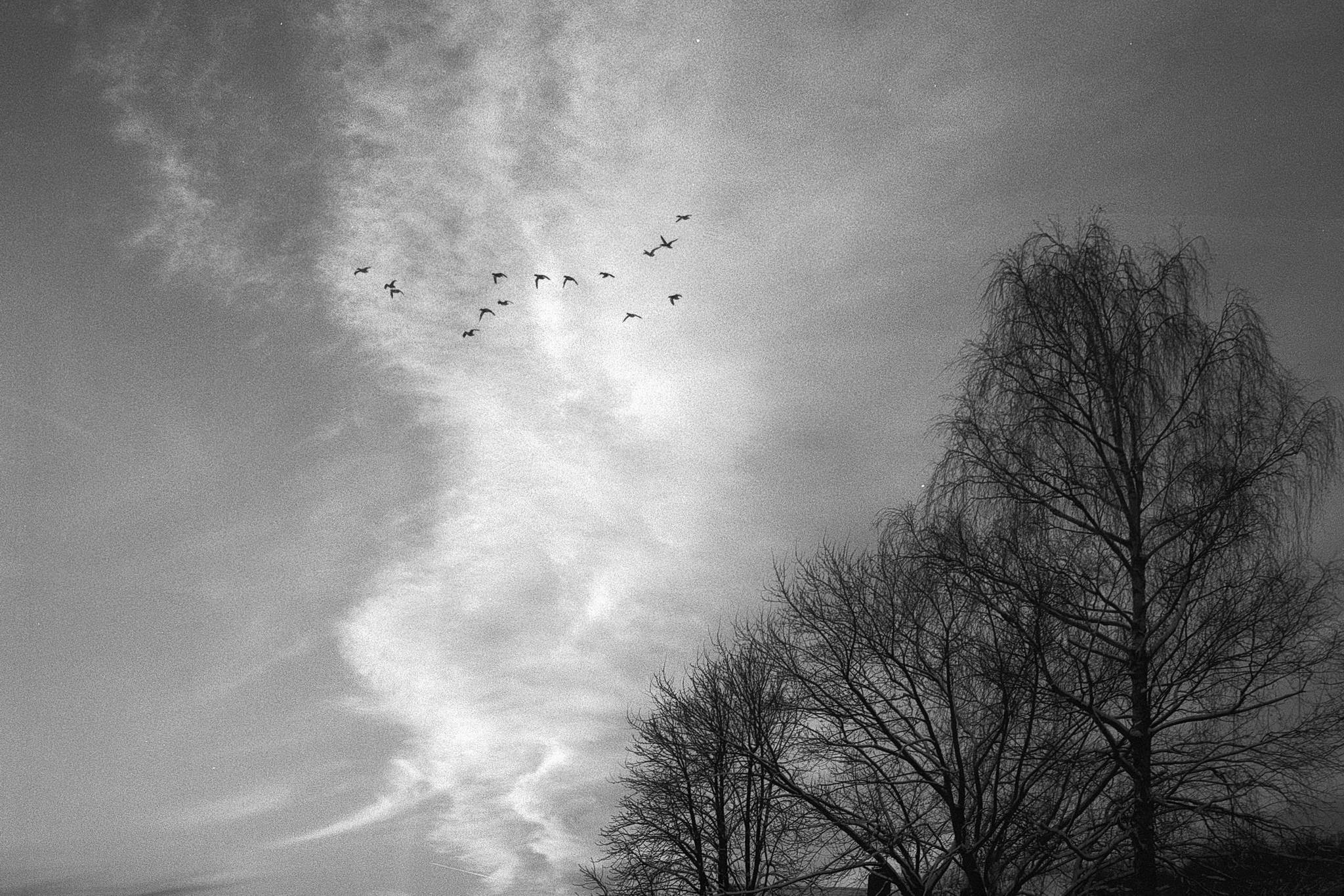 Fnfzehnleica m6 7artisans 2814 agfa if fg10 32365242437 o