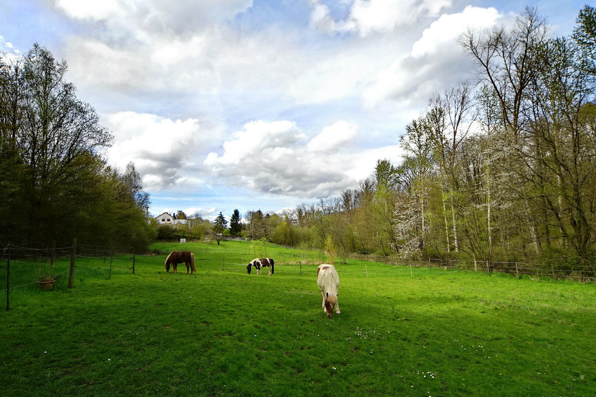 Frhling 26446582085 o