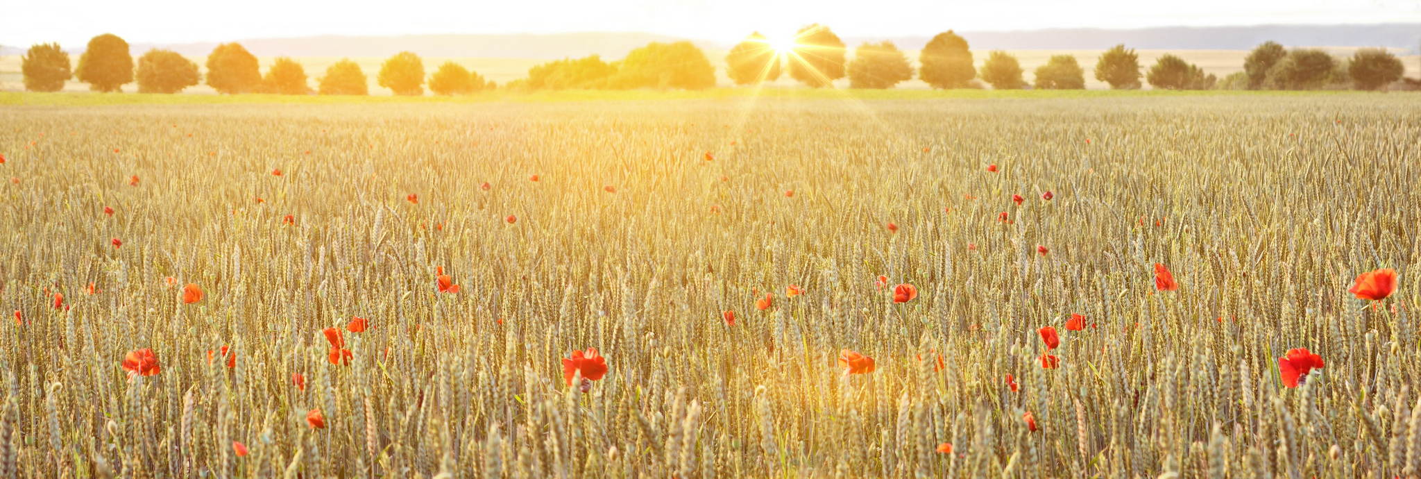 Geblendet 14228073120 o