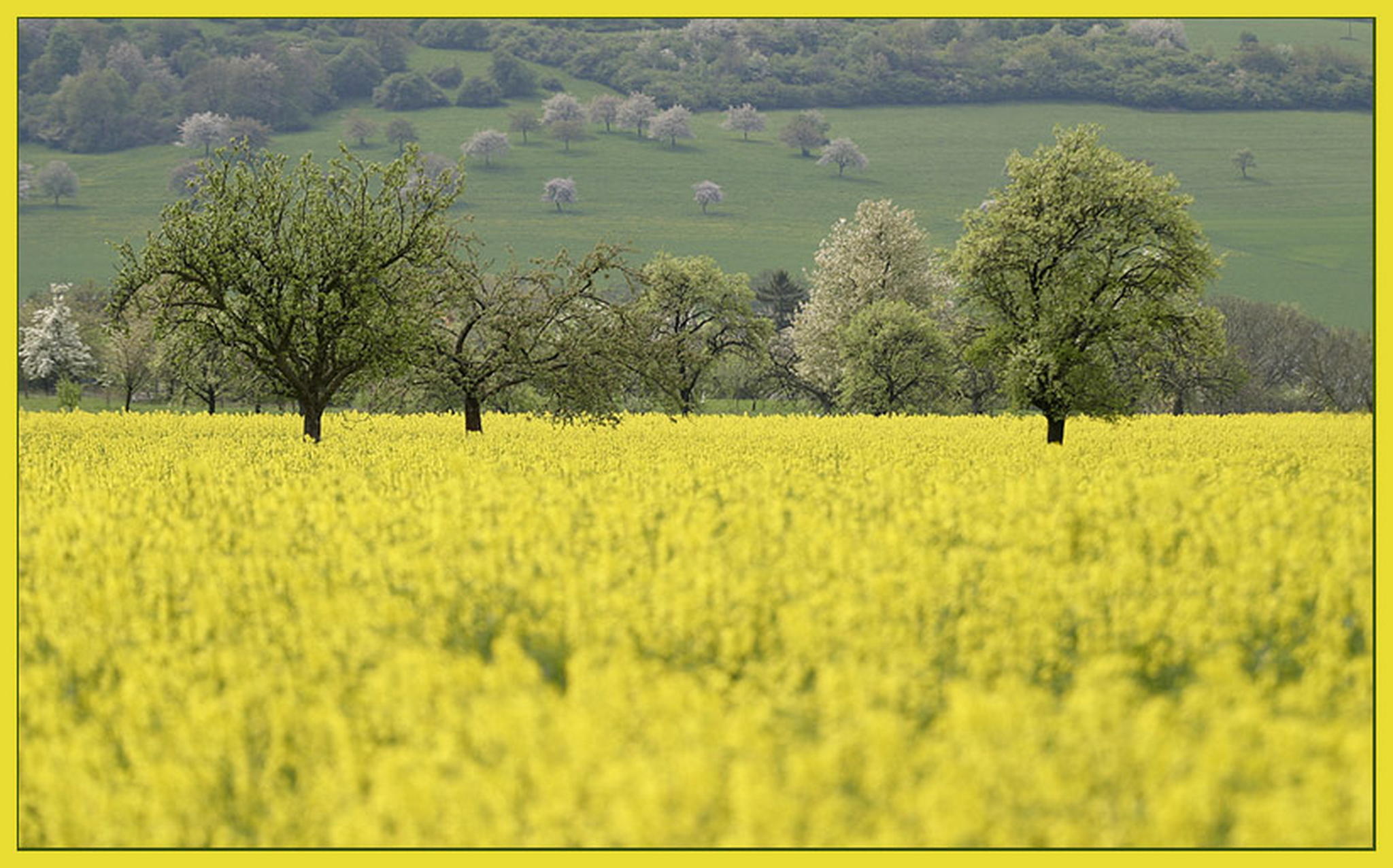 Gelb gelb 6011377204 o