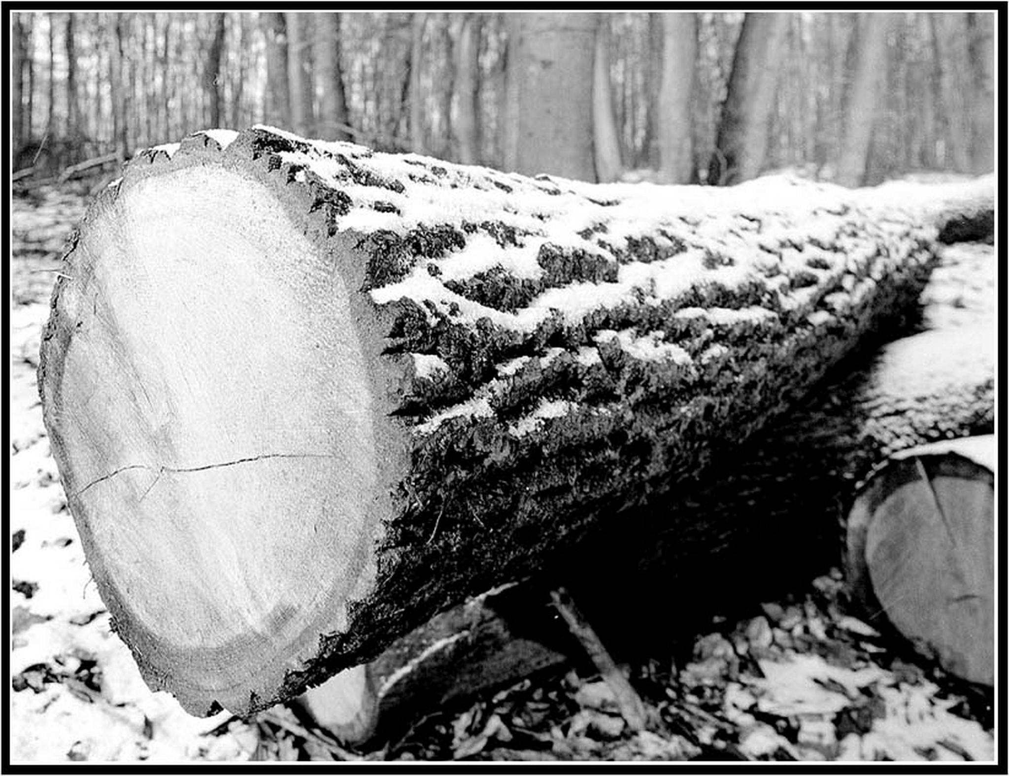 Graustufenmodusweitwinkel 6013142393 o