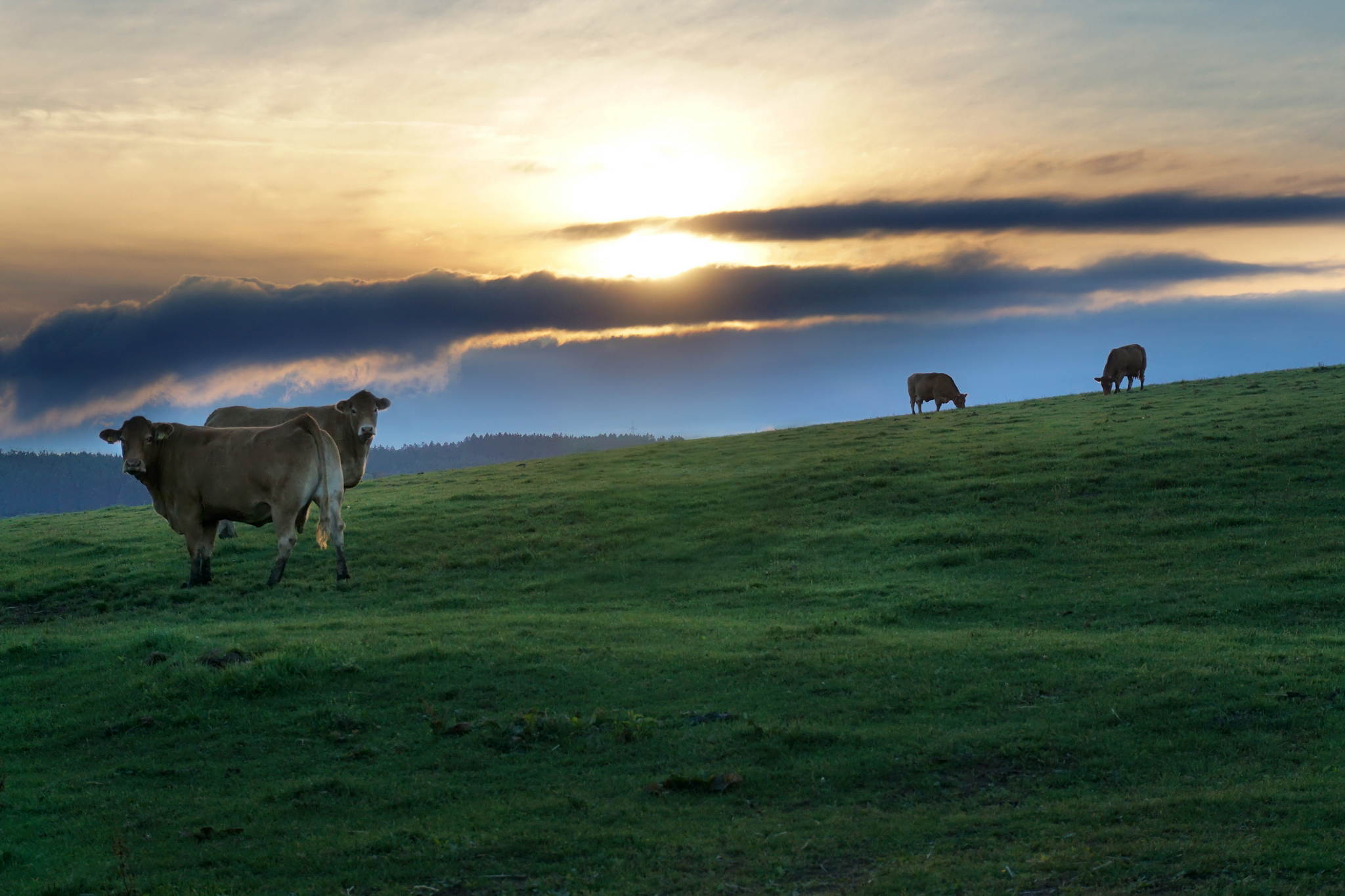Herbstabendlichtkhe 21970437825 o